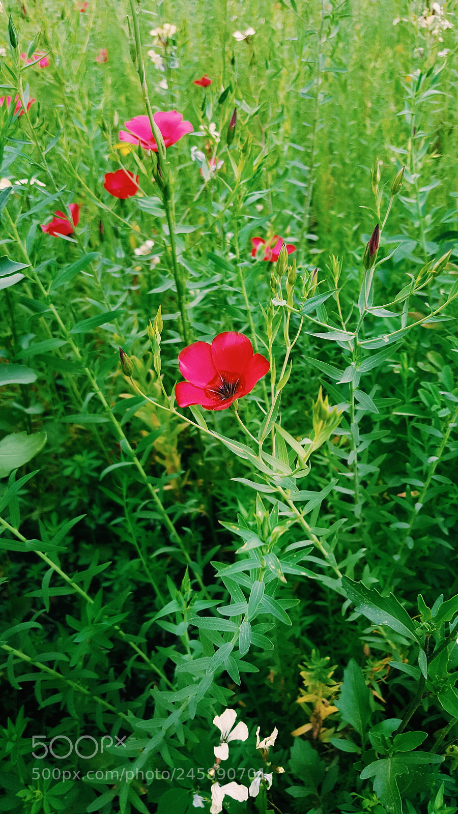 Samsung Galaxy S6 sample photo. Flower ⚘ photography