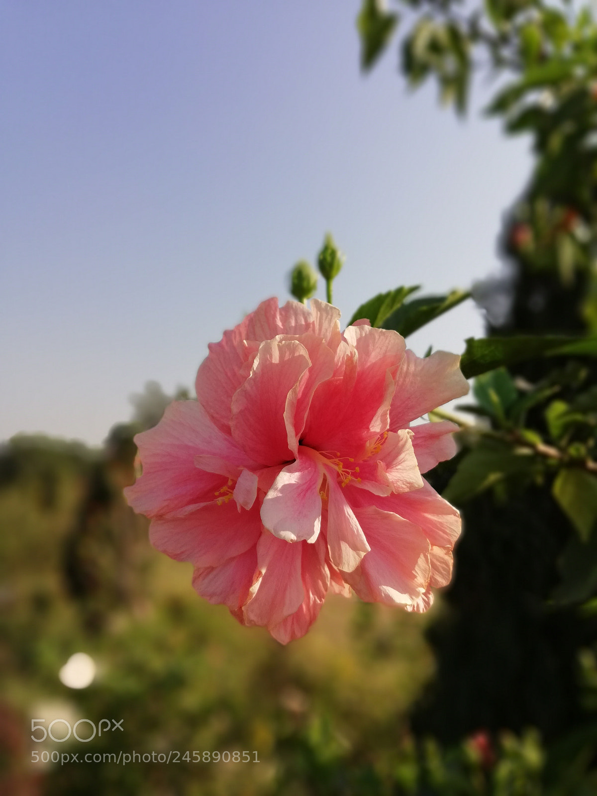 HUAWEI nova 2i sample photo. Edf photography