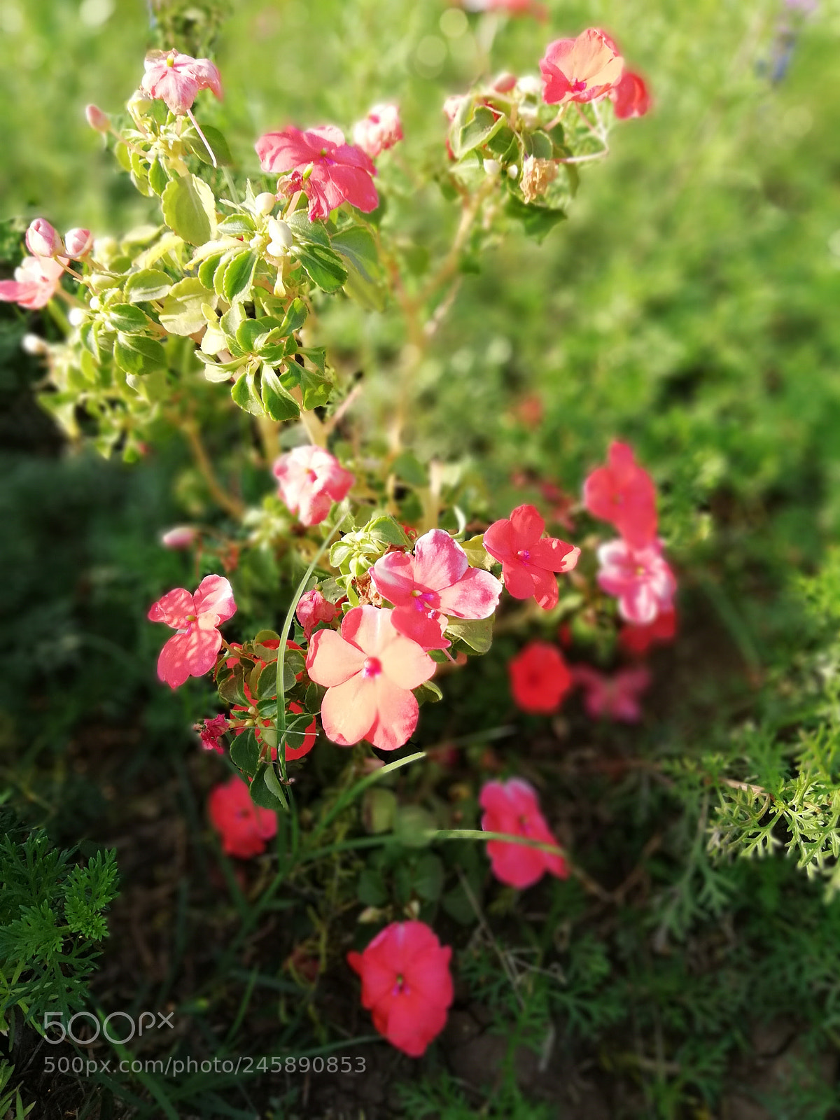 HUAWEI nova 2i sample photo. Edf photography