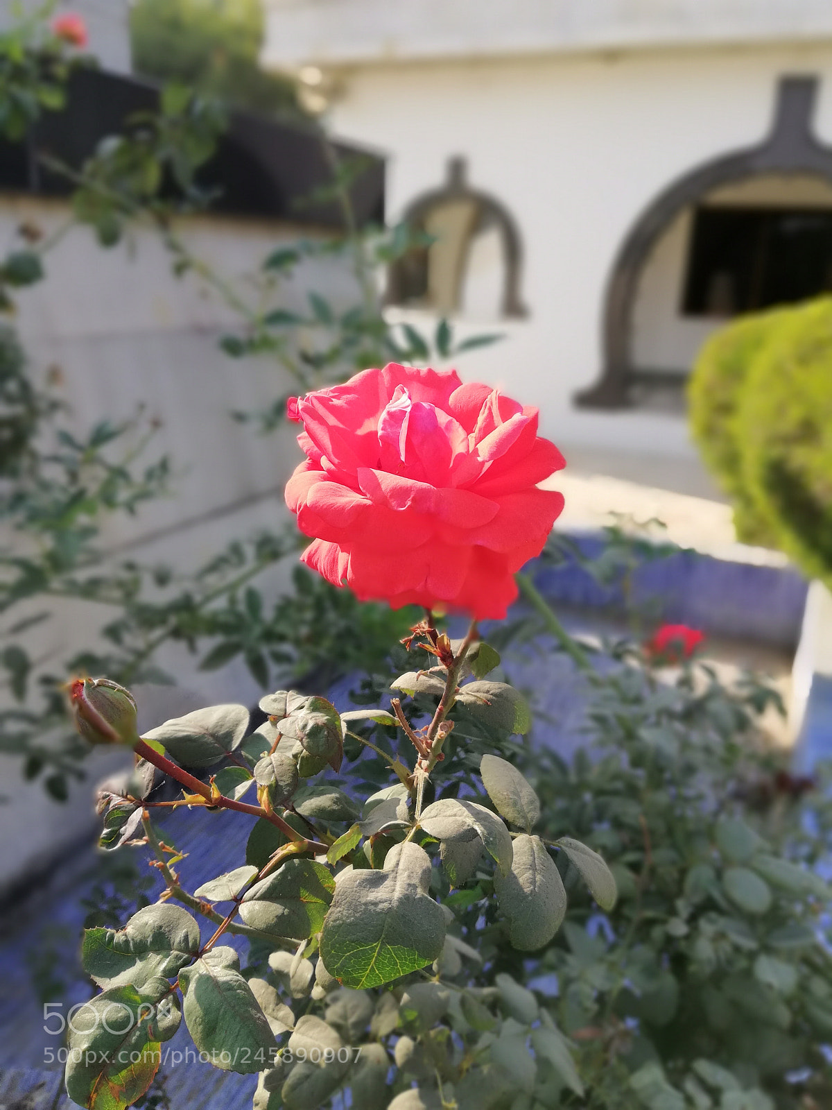 HUAWEI nova 2i sample photo. Rpt photography