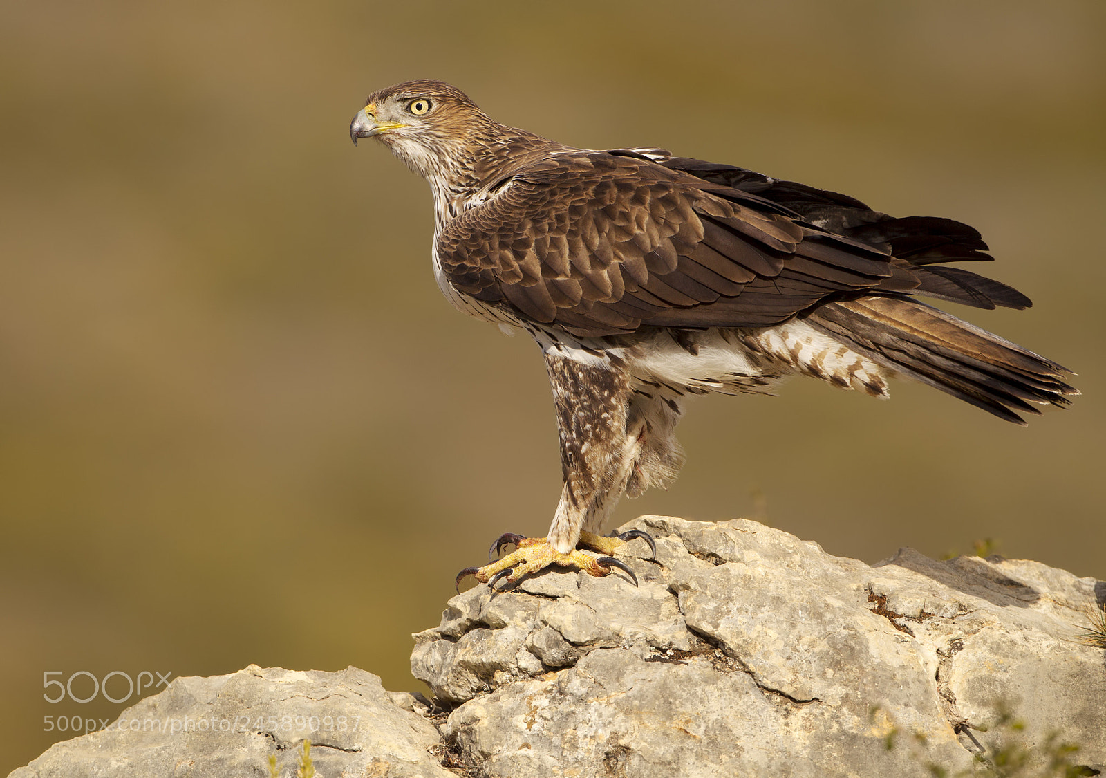 Canon EOS-1D Mark IV sample photo. Bonelli's eagle male photography
