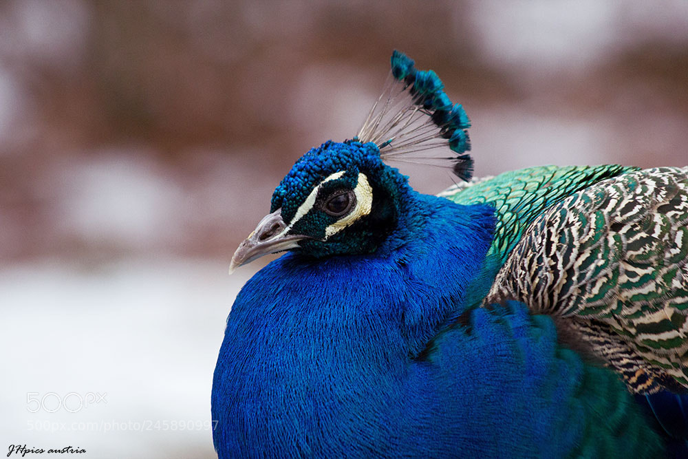 Canon EOS 550D (EOS Rebel T2i / EOS Kiss X4) sample photo. Peacock photography
