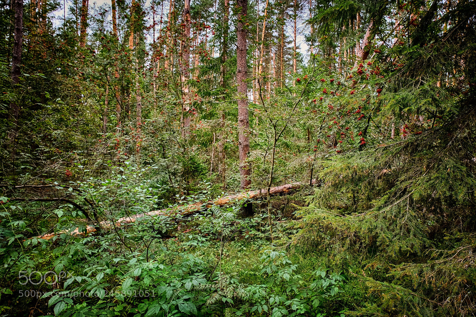 Fujifilm X-T20 sample photo. In a pine forest.В сосновом лесу photography