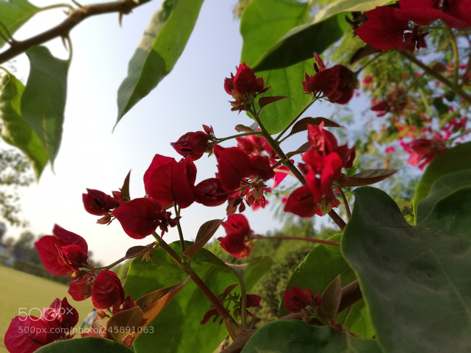 HUAWEI nova 2i sample photo. Edf photography