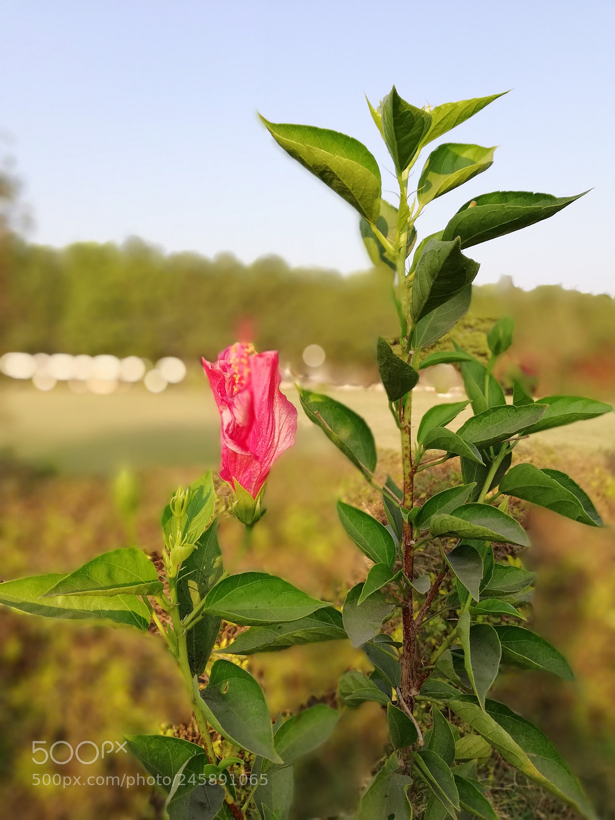 HUAWEI nova 2i sample photo. Edf photography