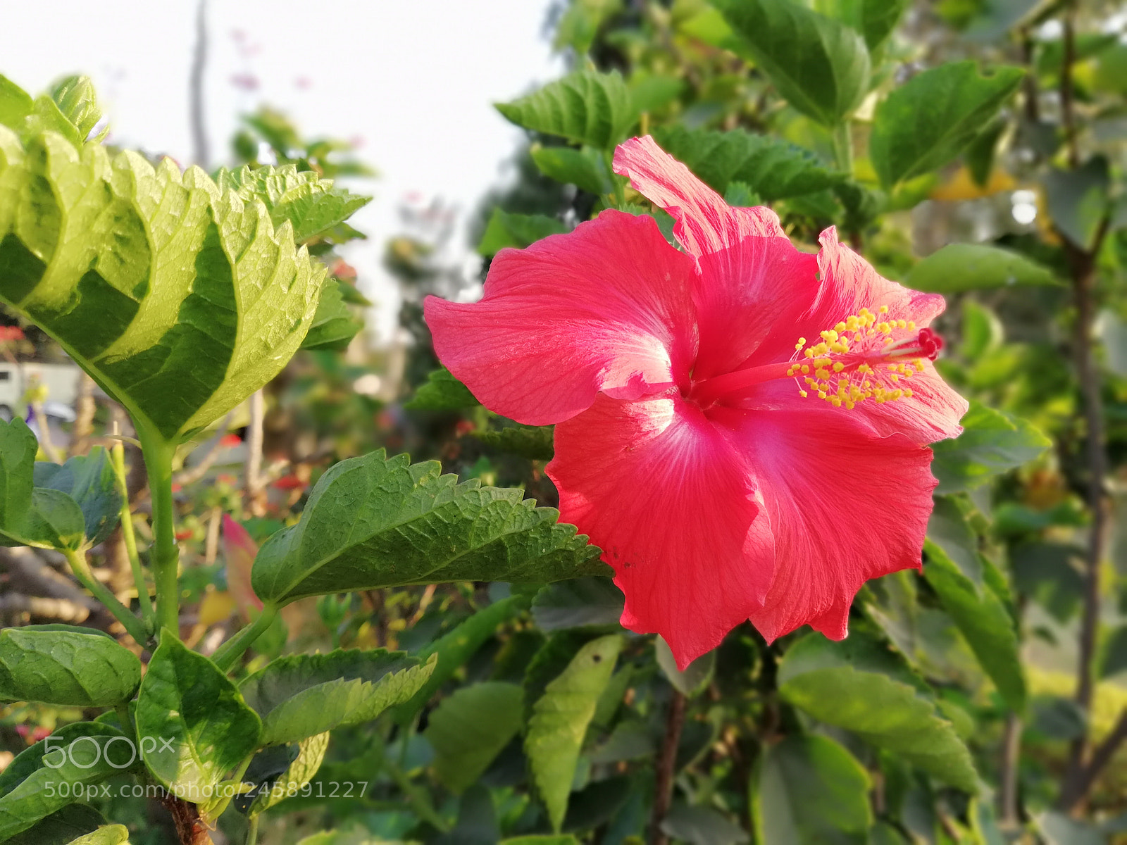 HUAWEI nova 2i sample photo. Rpt photography