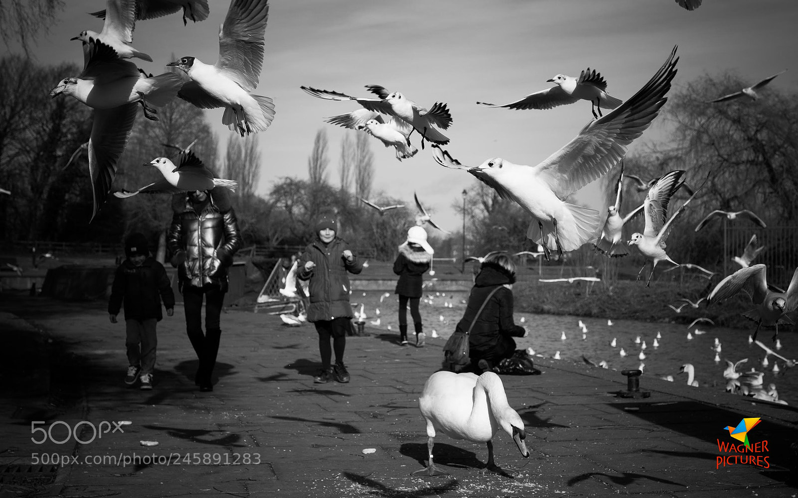 Fujifilm X-T2 sample photo. Lullaby of birdland? photography