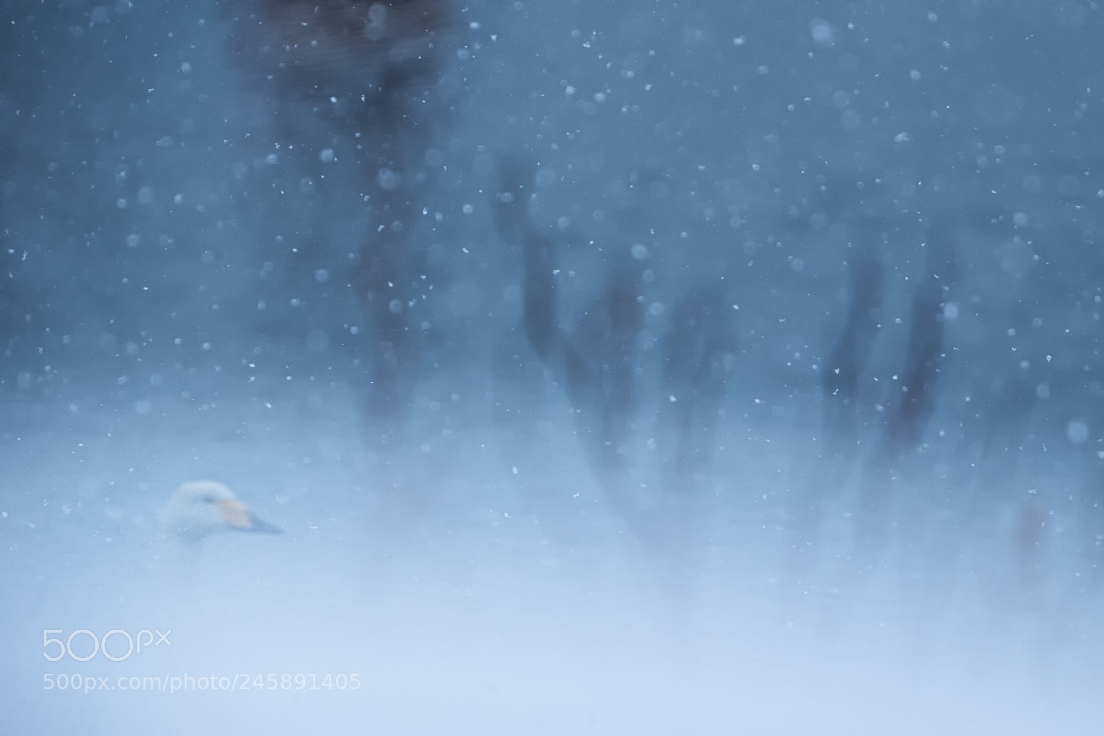 Canon EOS-1D X sample photo. Swan photography