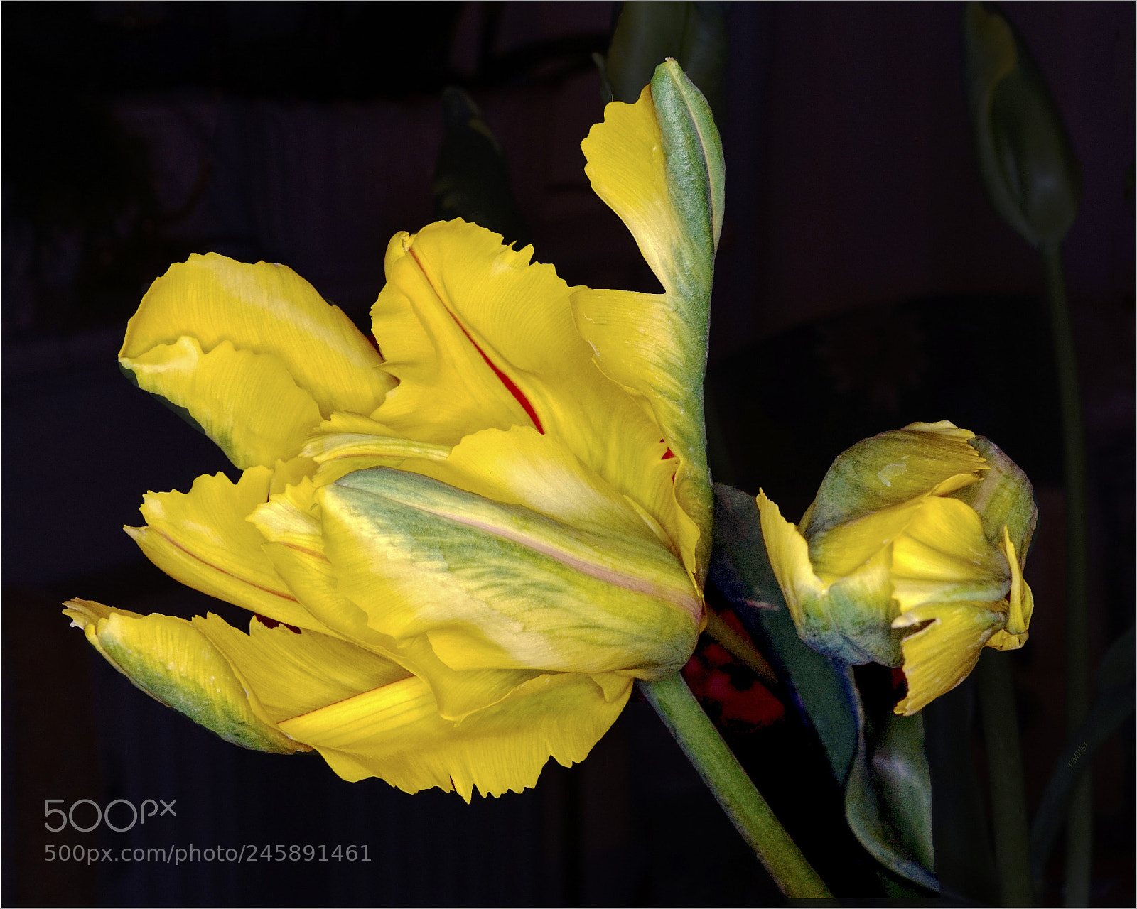 Sony ILCA-77M2 sample photo. Valentine's day tulips photography