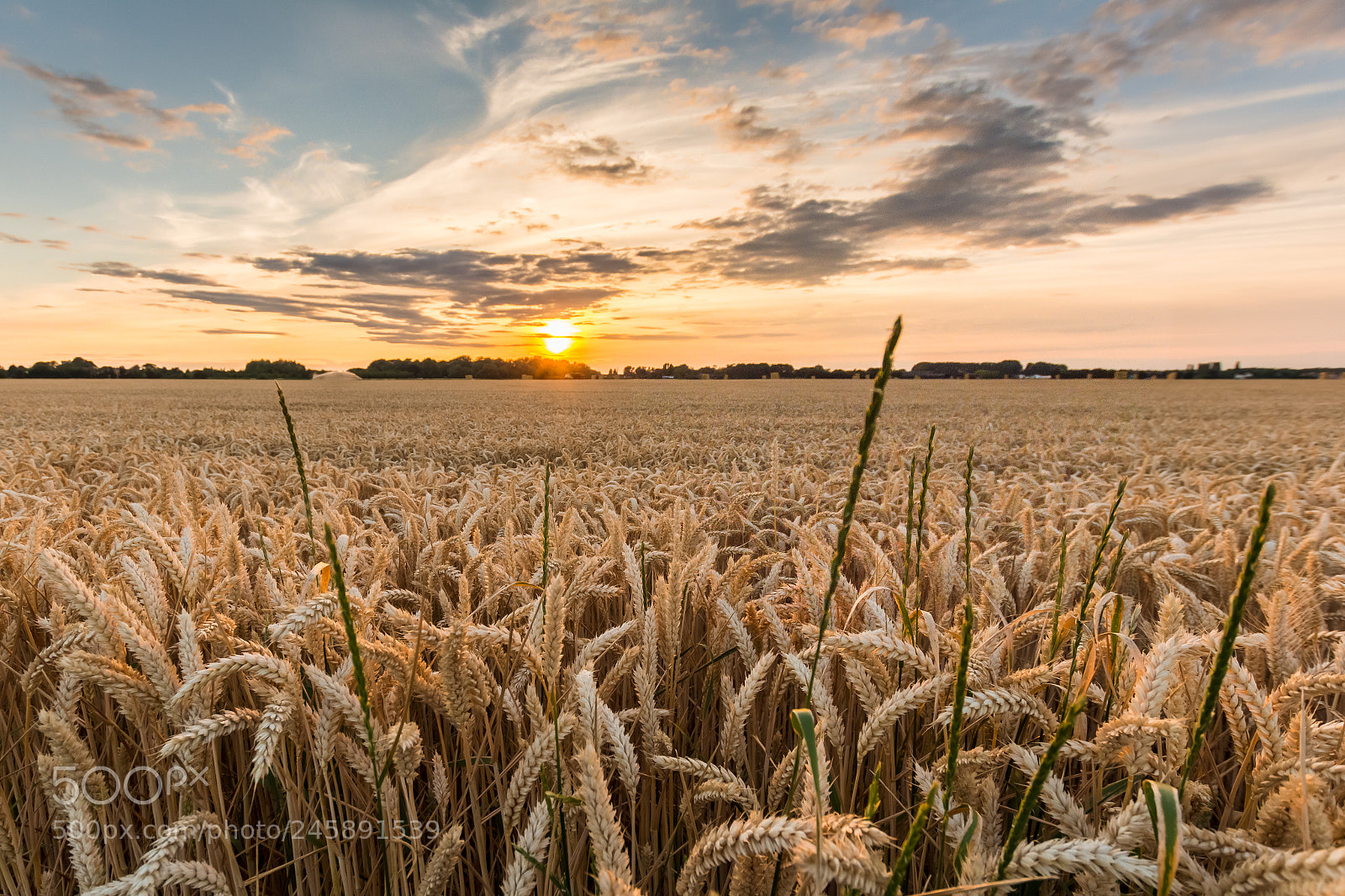 Nikon D7100 sample photo. Bedford corn field photography