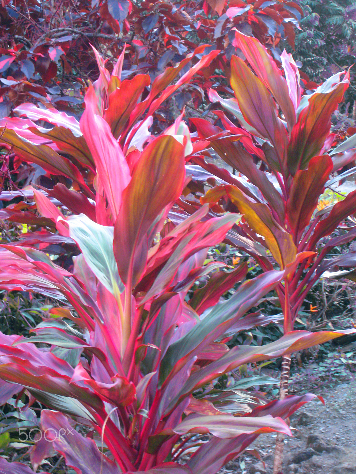 Canon DIGITAL IXUS 850 IS sample photo. Red sensation photography