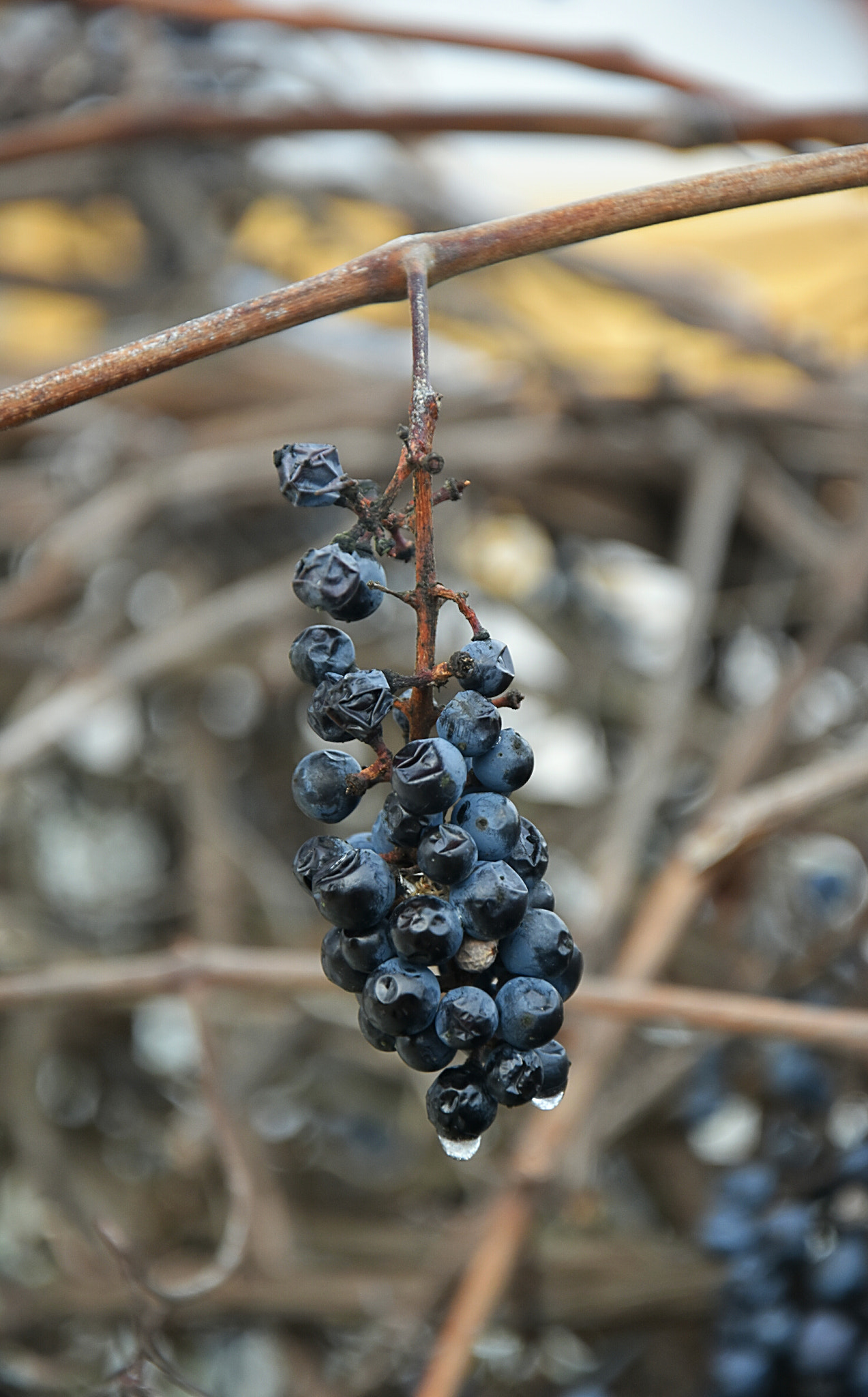 Nikon D3400 sample photo. Still grapes photography