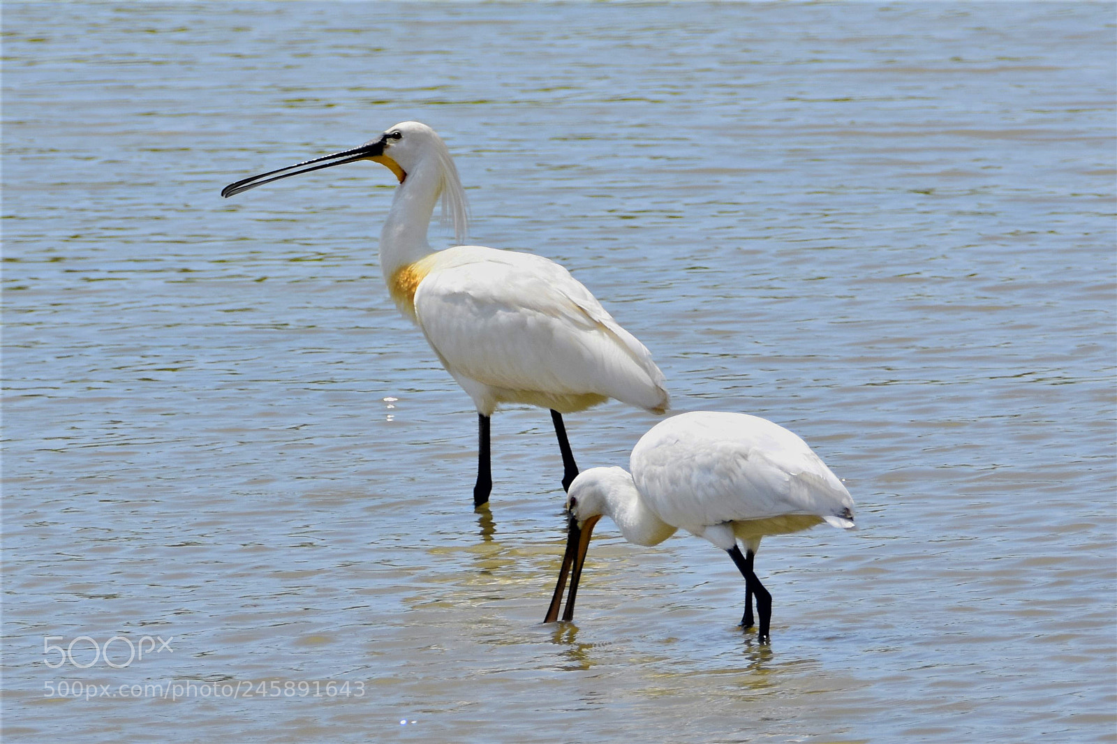 Nikon D7200 sample photo. Spoonbills photography