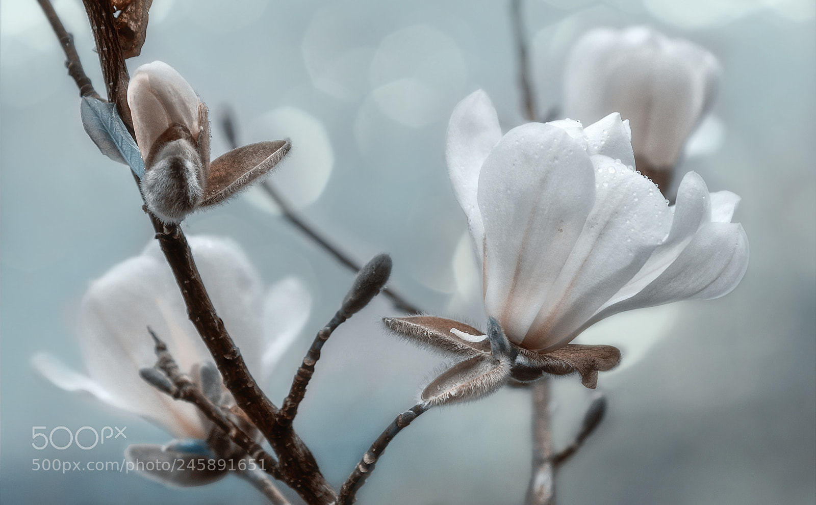 Nikon D610 sample photo. Waiting for spring 2 photography