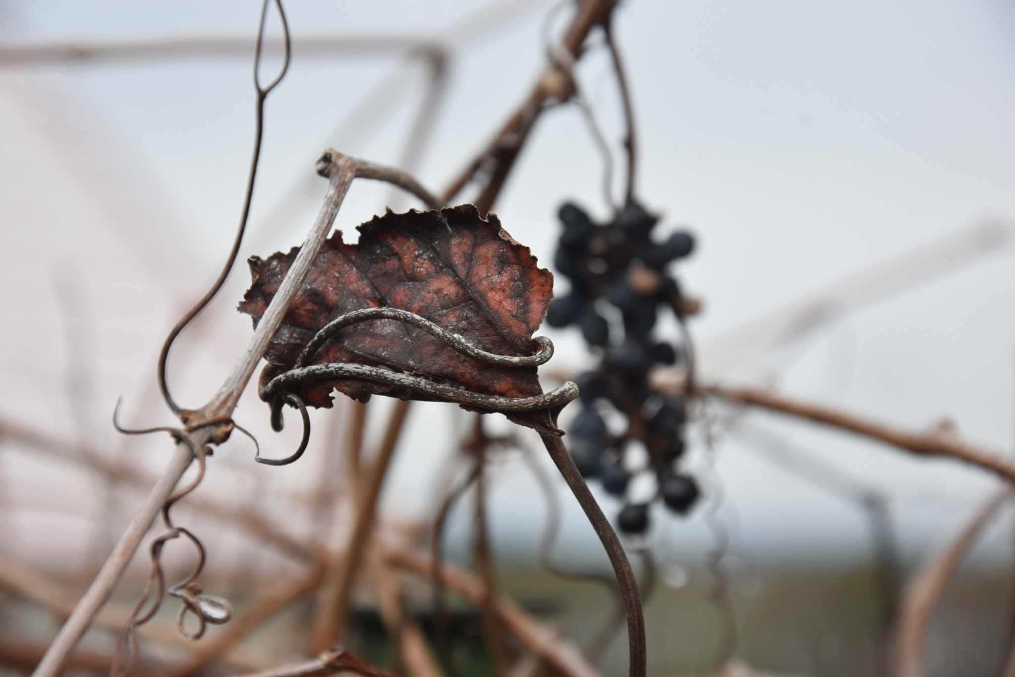 Nikon D3400 sample photo. Winter trashes photography
