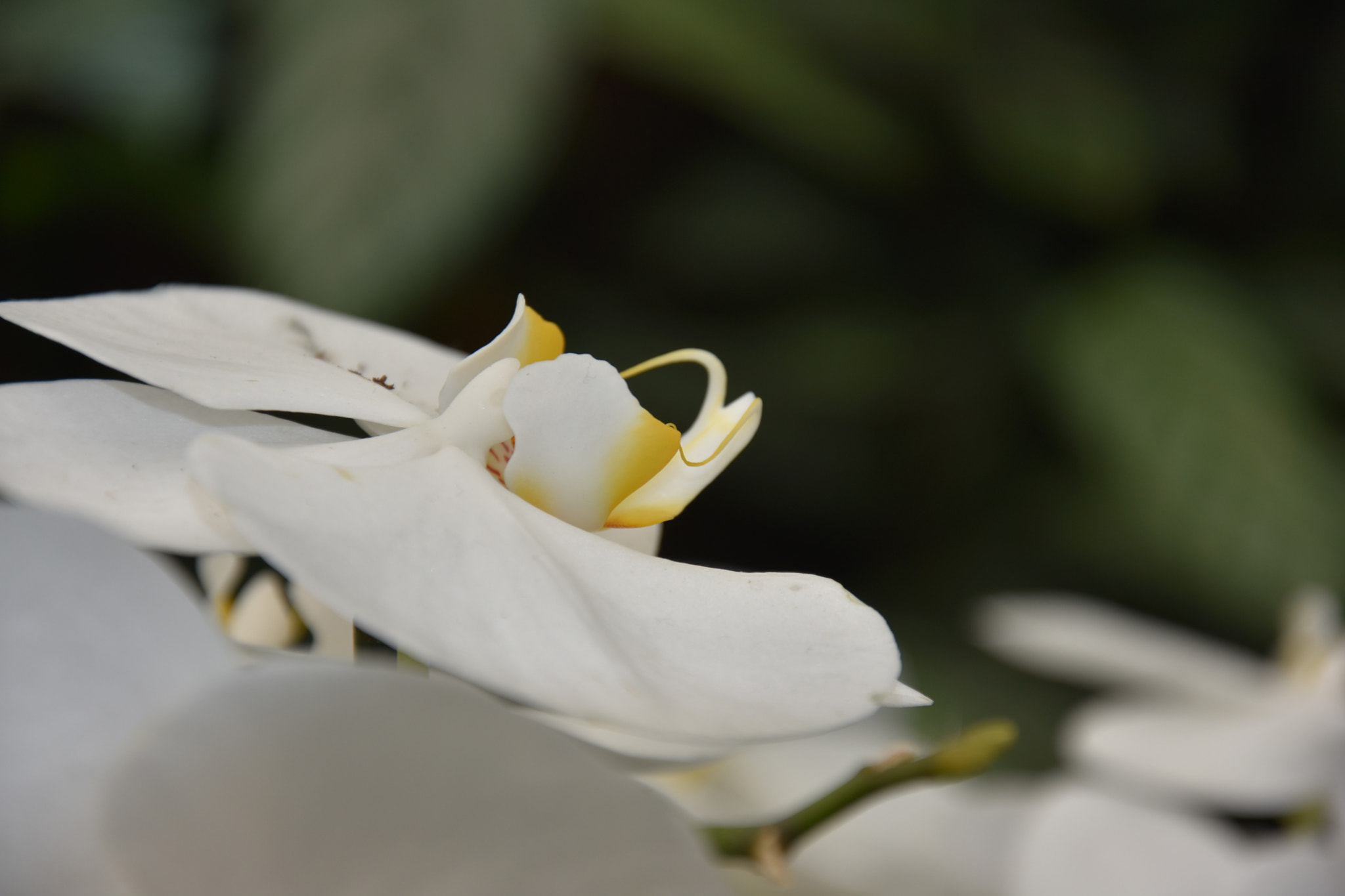 Nikon D3400 sample photo. Another face of an orchid photography