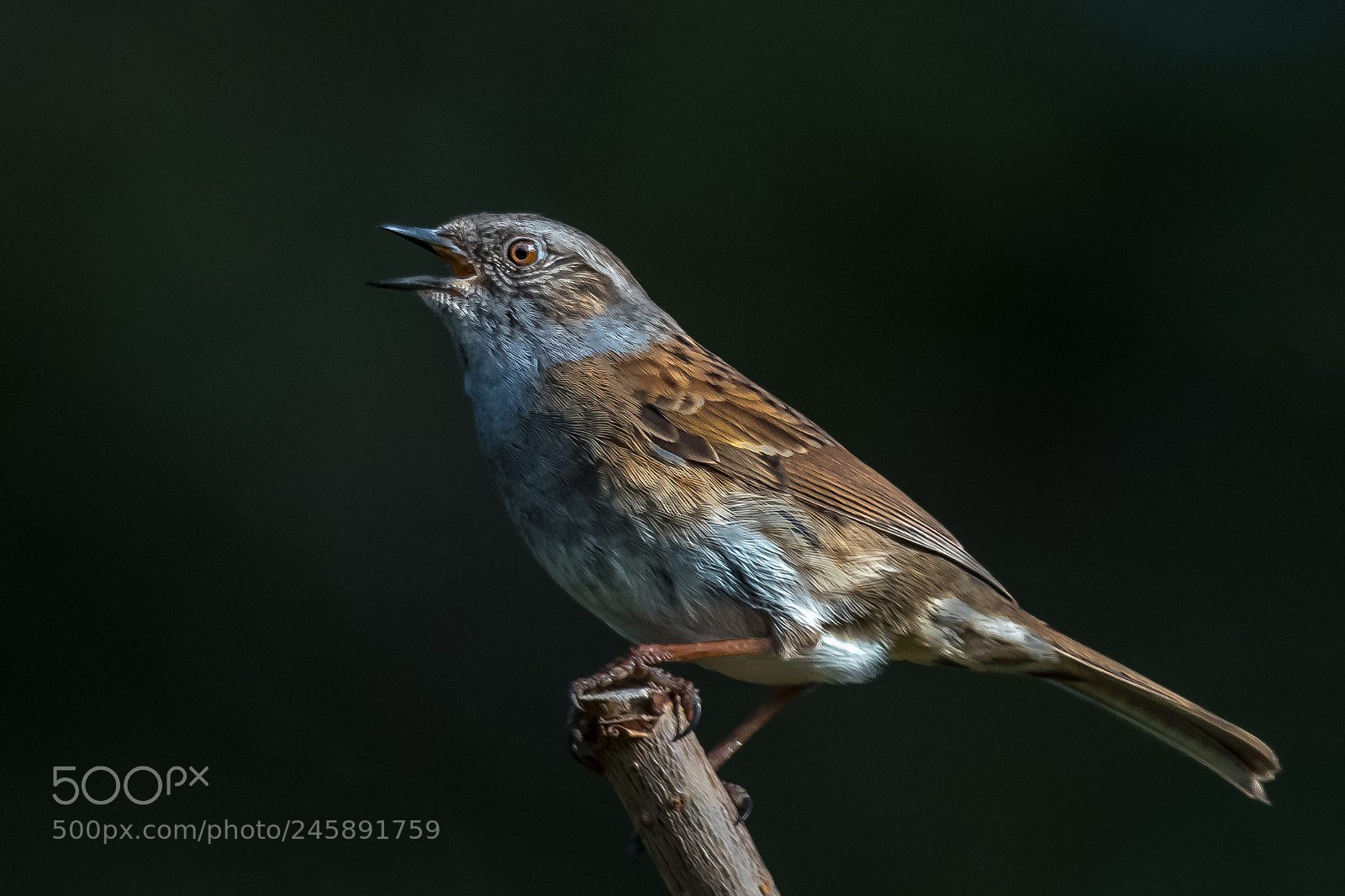 Nikon D850 sample photo. Noisy dunnock photography