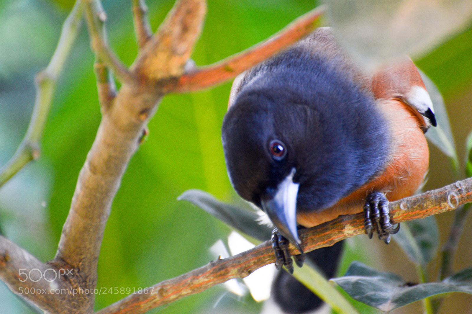 Nikon D3200 sample photo. Indian brown crow photography