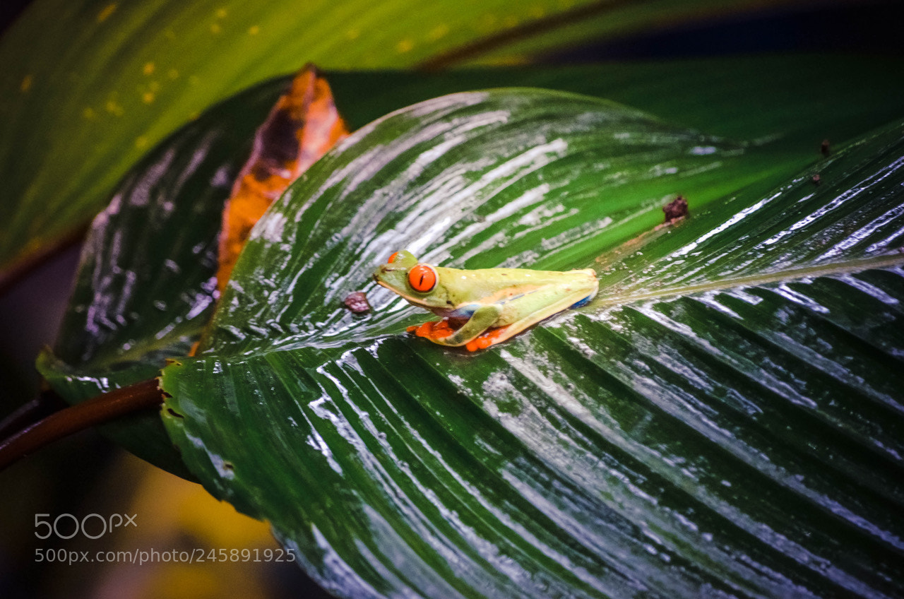 Nikon D5100 sample photo. Costa rica emblematic frog photography
