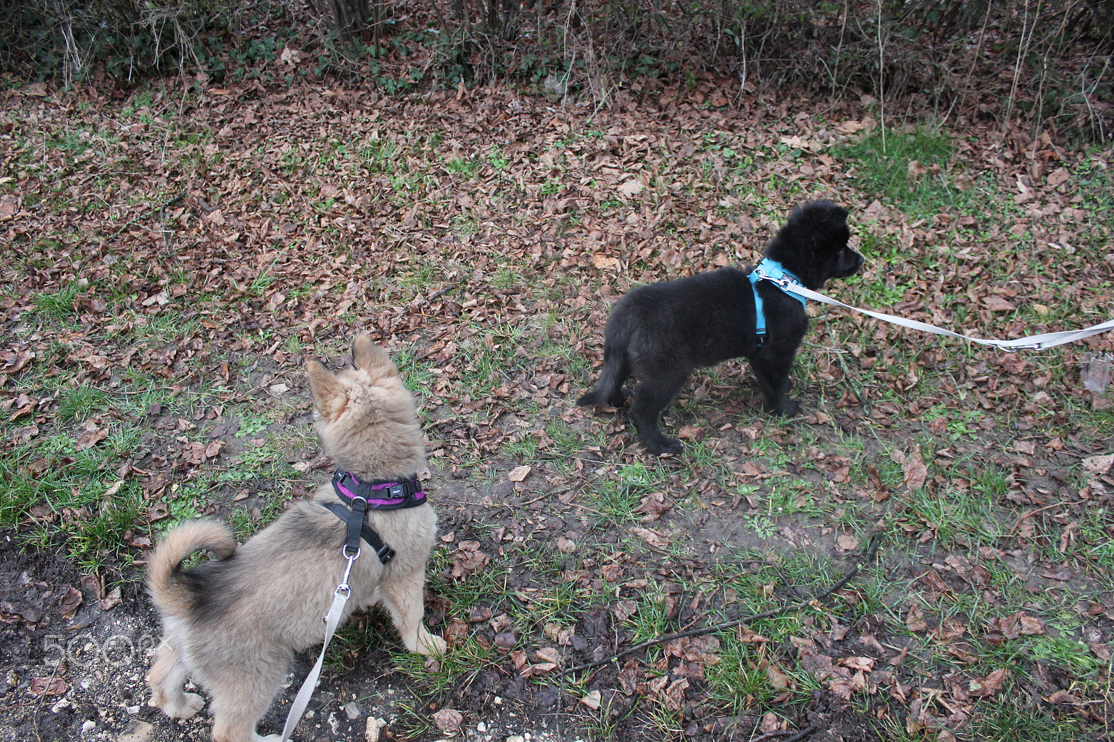 Canon EOS 550D (EOS Rebel T2i / EOS Kiss X4) sample photo. Akira und luna photography