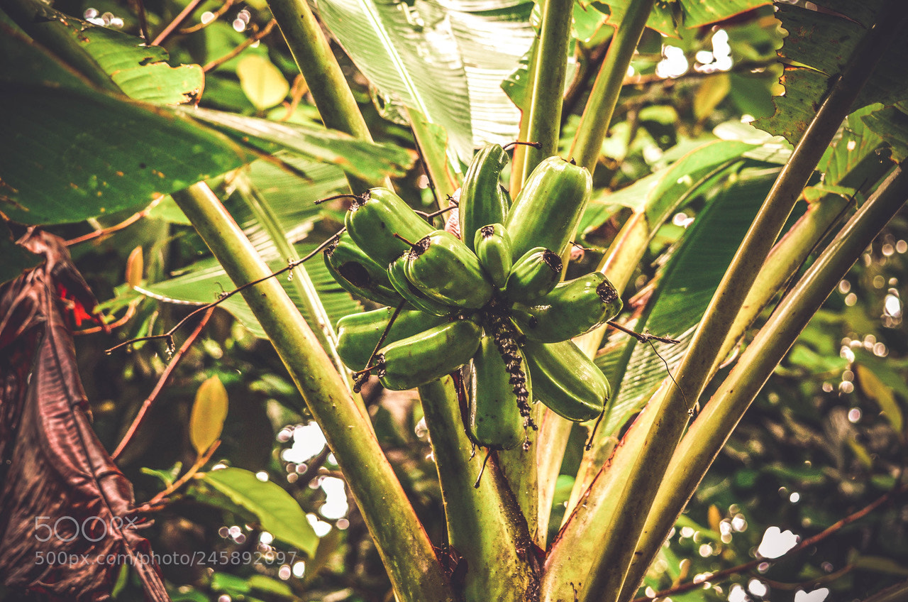 Nikon D5100 sample photo. Tropical weather.. photography