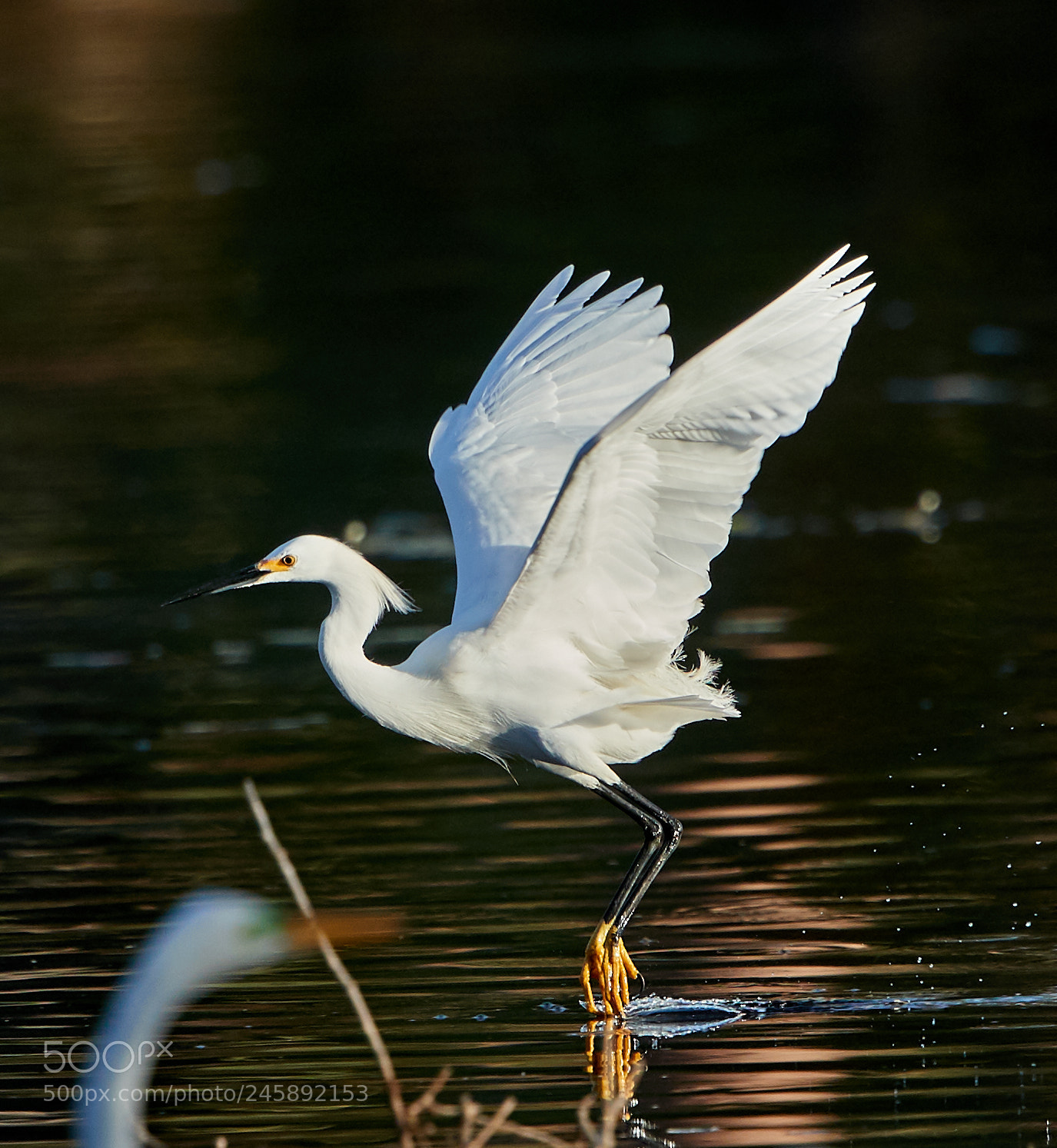Canon EOS-1D X Mark II sample photo. 02-12-18-0003611.jpg photography