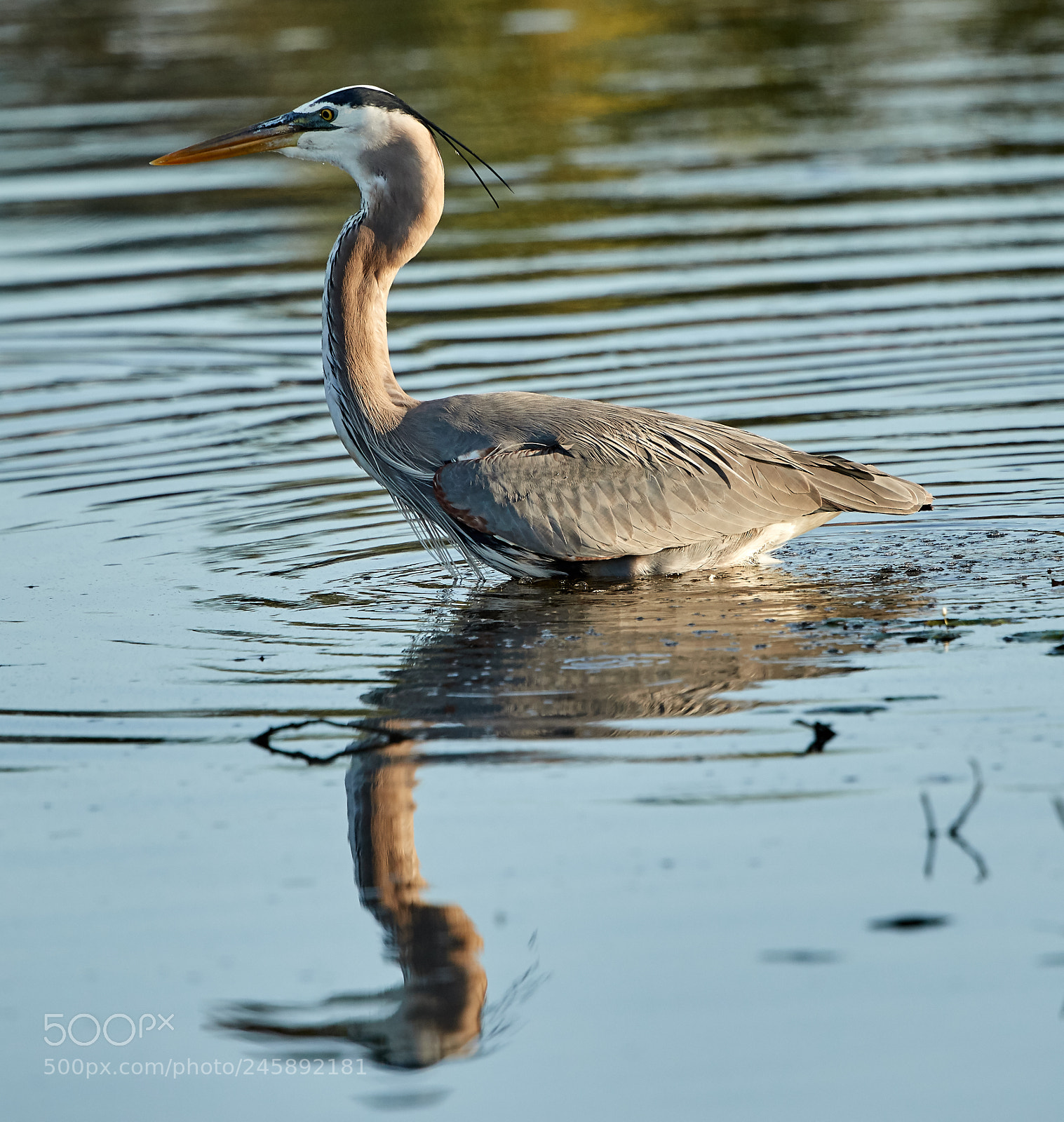 Canon EOS-1D X Mark II sample photo. 02-12-18-0003584.jpg photography