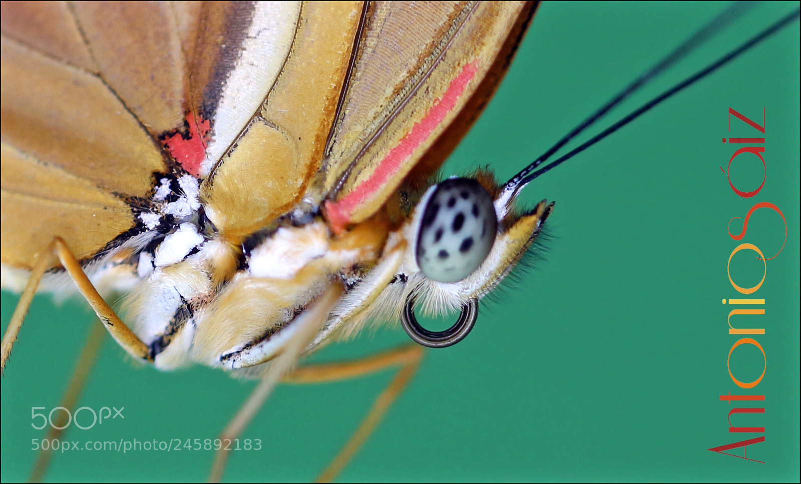 Canon EOS 700D (EOS Rebel T5i / EOS Kiss X7i) sample photo. Heliconius photography
