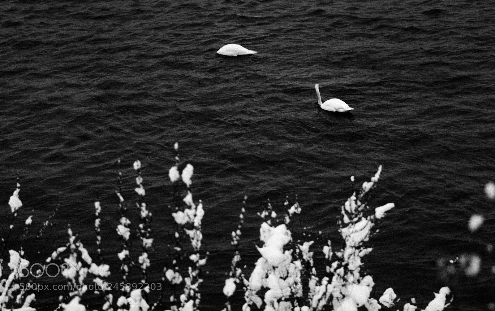 Canon EOS 760D (EOS Rebel T6s / EOS 8000D) sample photo. Black swan photography