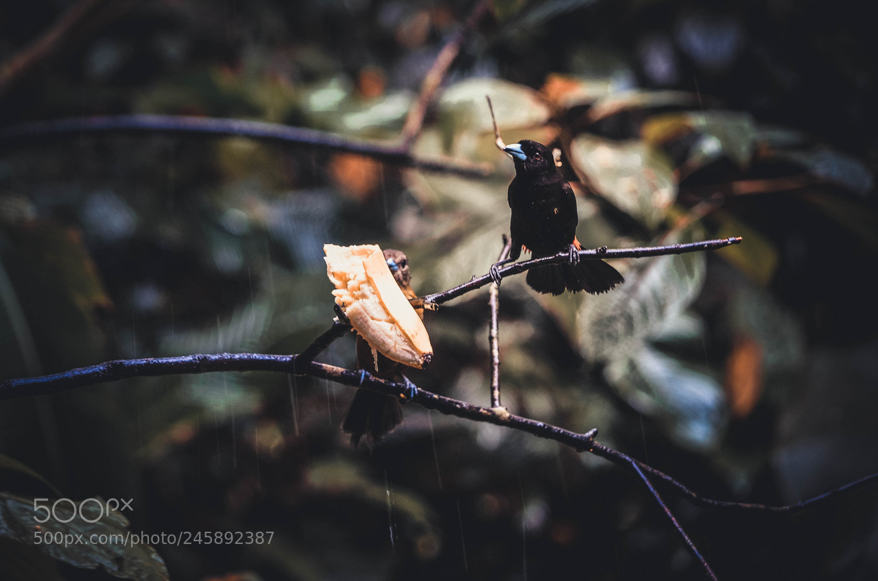 Nikon D5100 sample photo. Exotic.. photography
