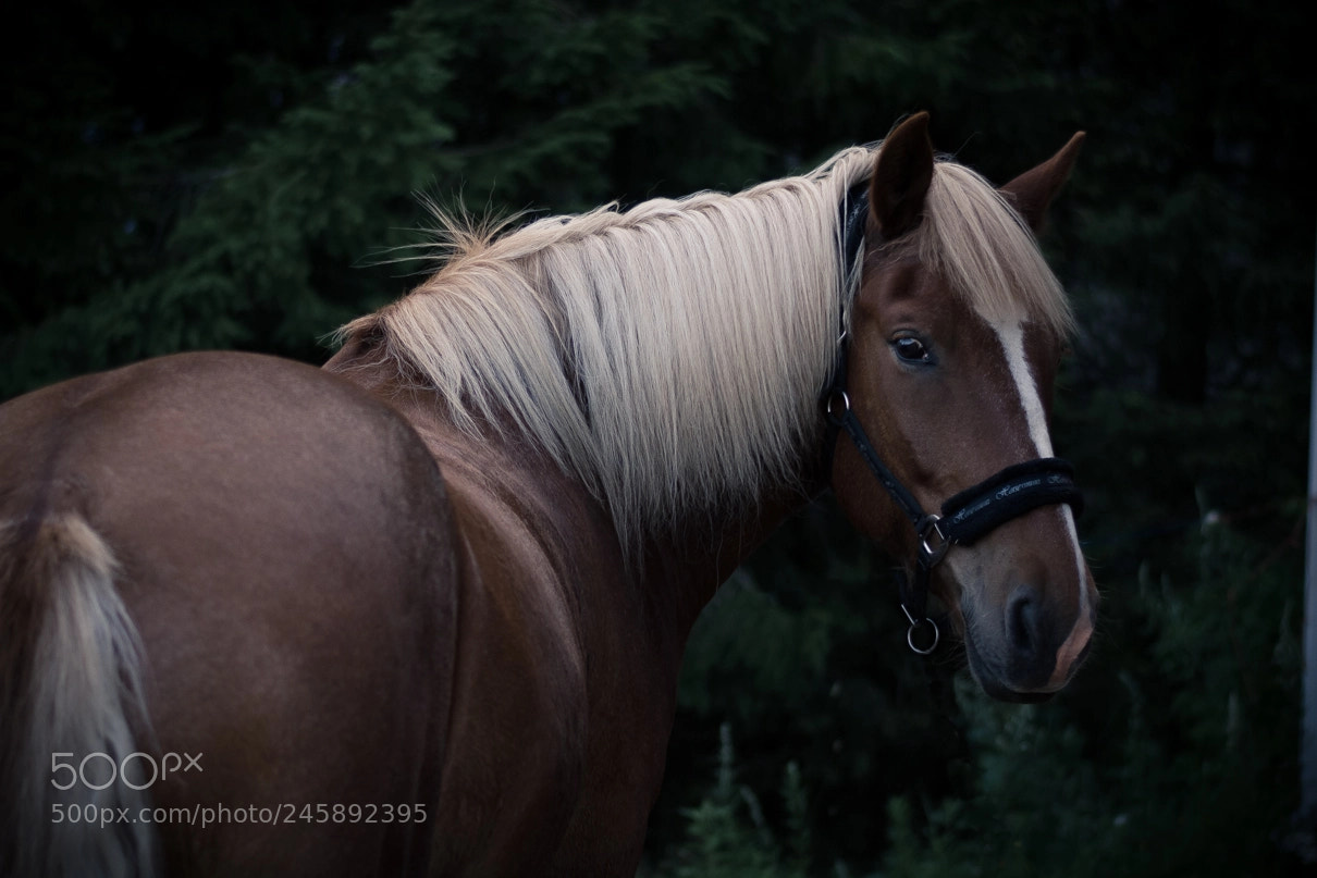 Nikon D7200 sample photo. Suomenhevonen photography