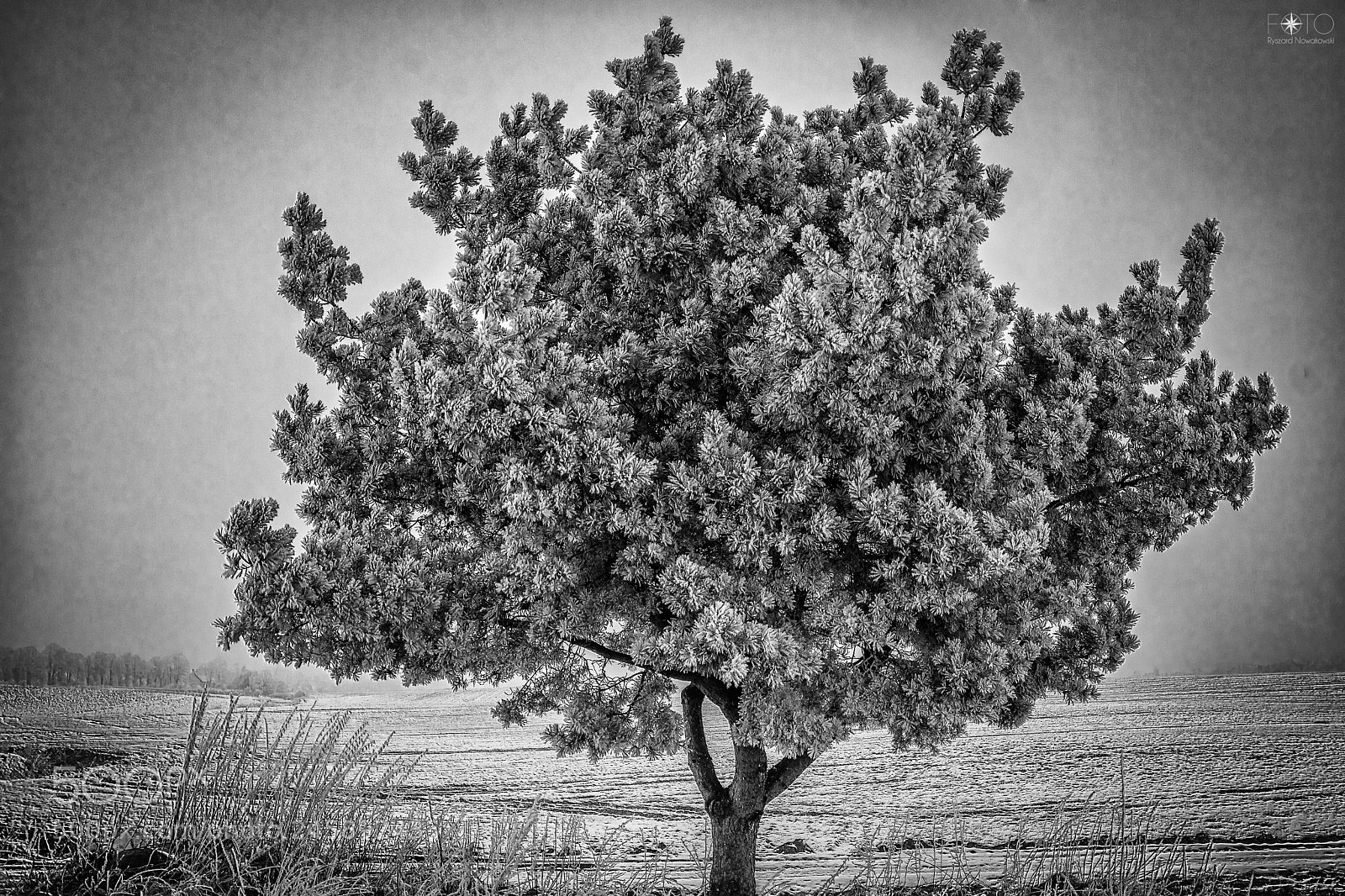 Pentax K-3 II sample photo. Pine photography