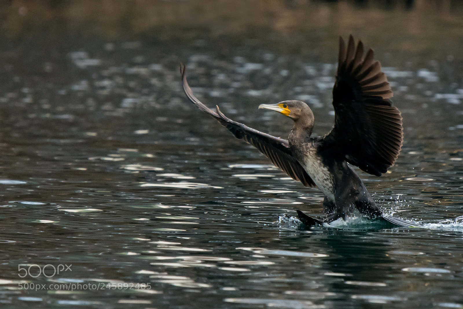 Nikon D7100 sample photo. Atterraggio photography