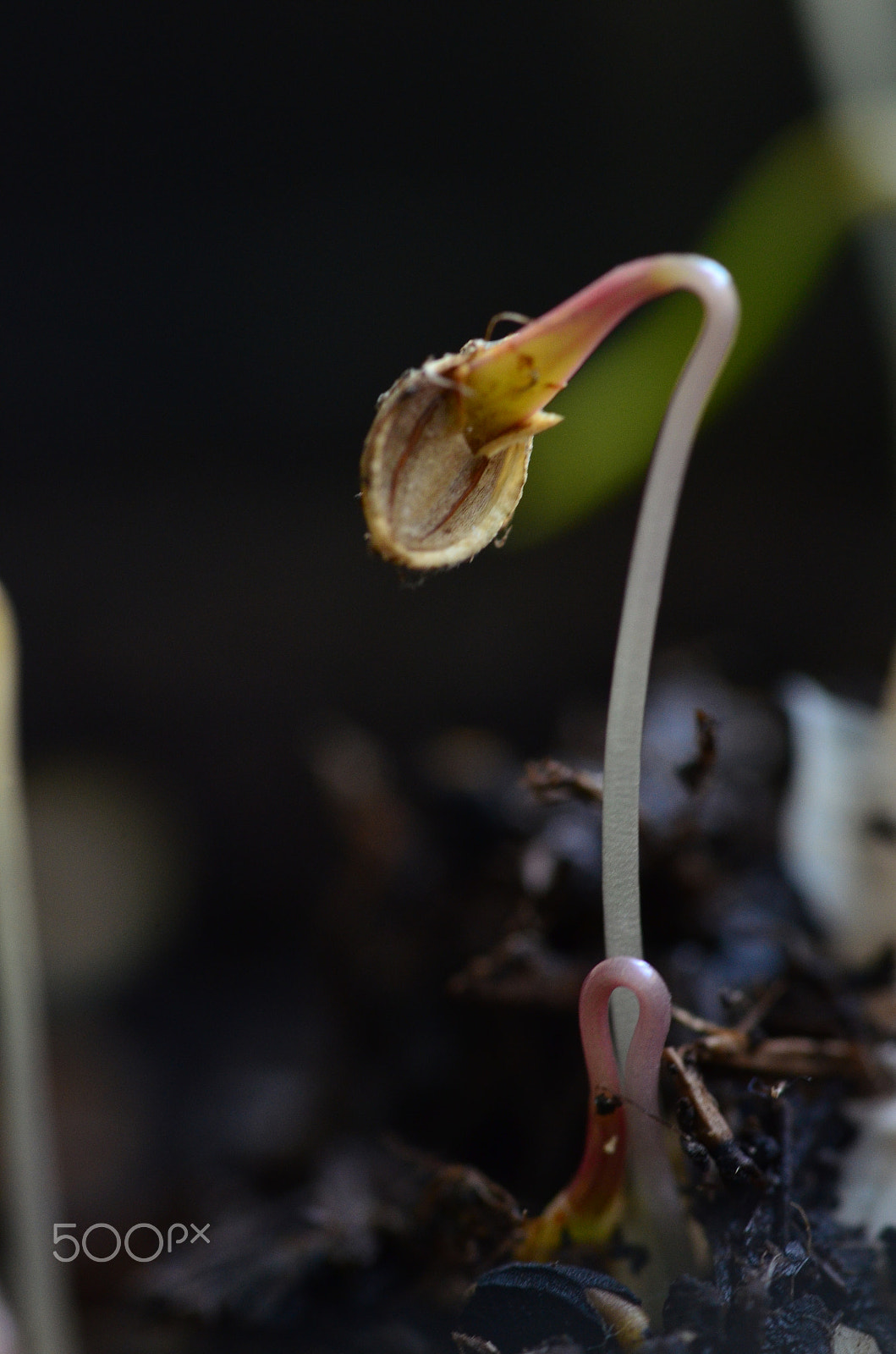Sigma 105mm F2.8 EX DG OS HSM sample photo. Germinating coriander seedling photography