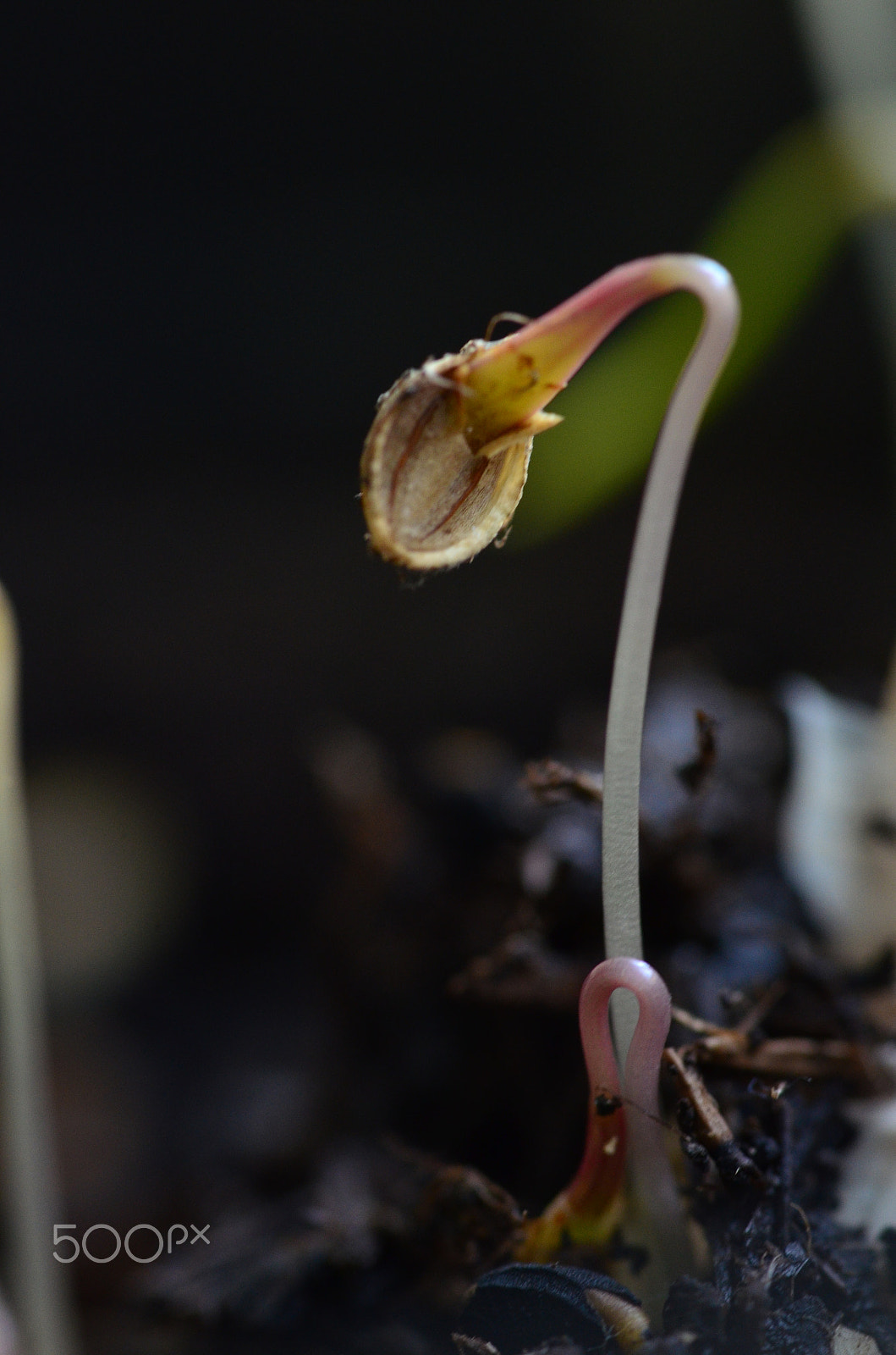 Nikon D5100 + Sigma 105mm F2.8 EX DG OS HSM sample photo. Germinating coriander seedling photography