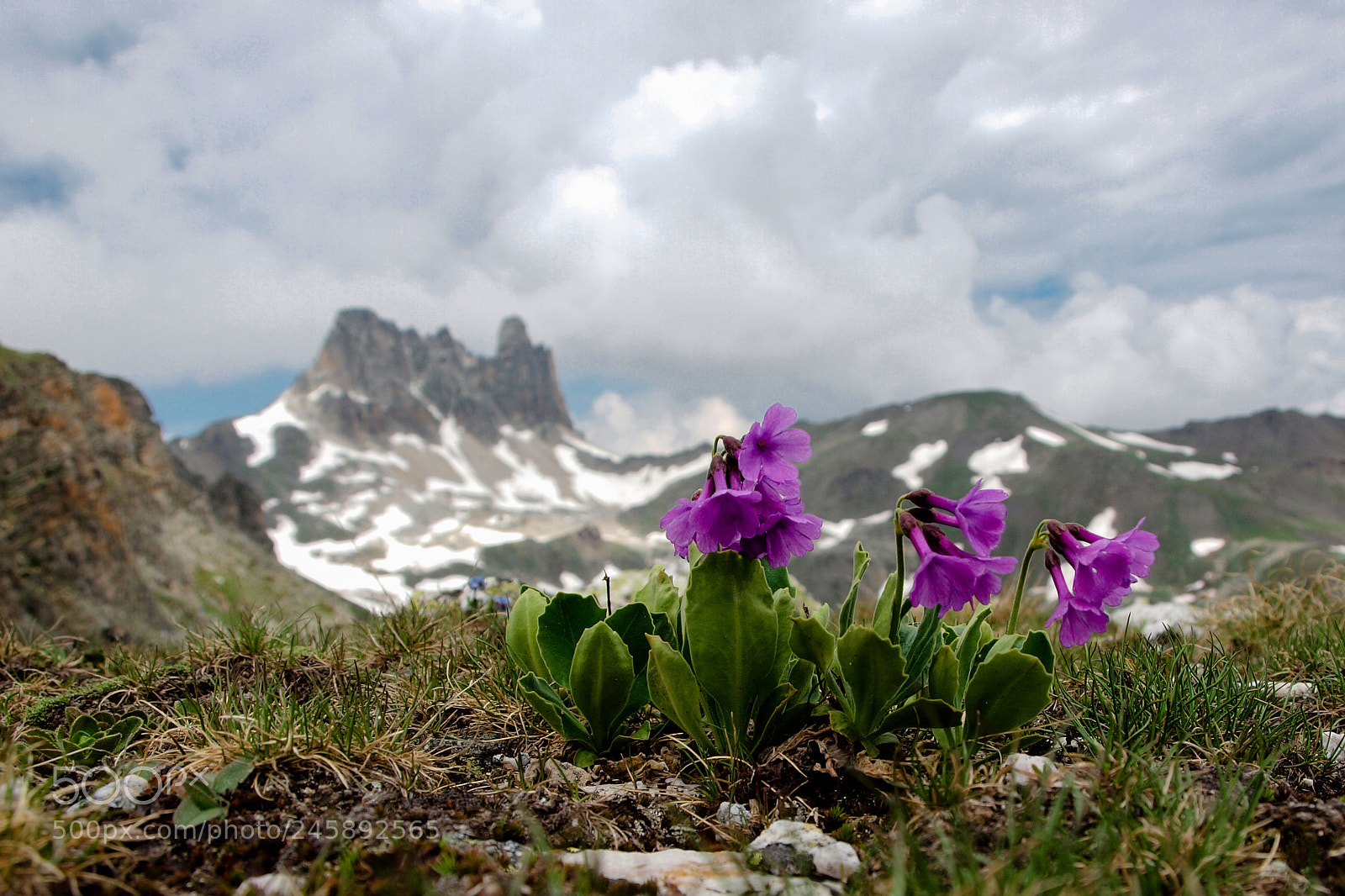 Olympus E-620 (EVOLT E-620) sample photo. Montagne fiorite photography