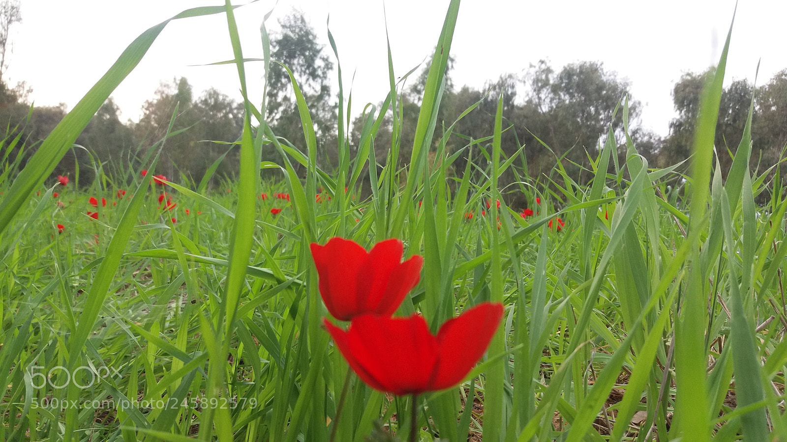 Samsung Galaxy J5 sample photo. маки...алые маки photography
