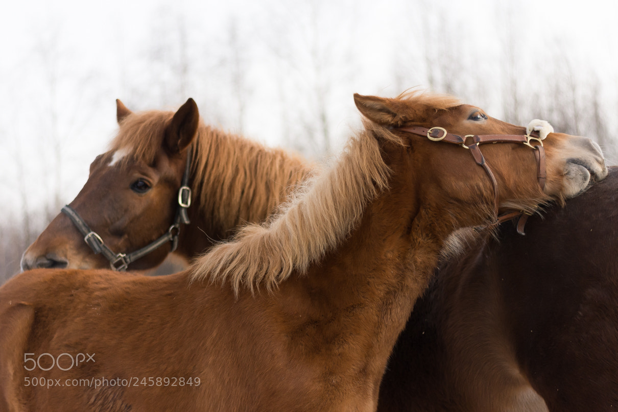 Nikon D7200 sample photo. Äiti ja poika photography