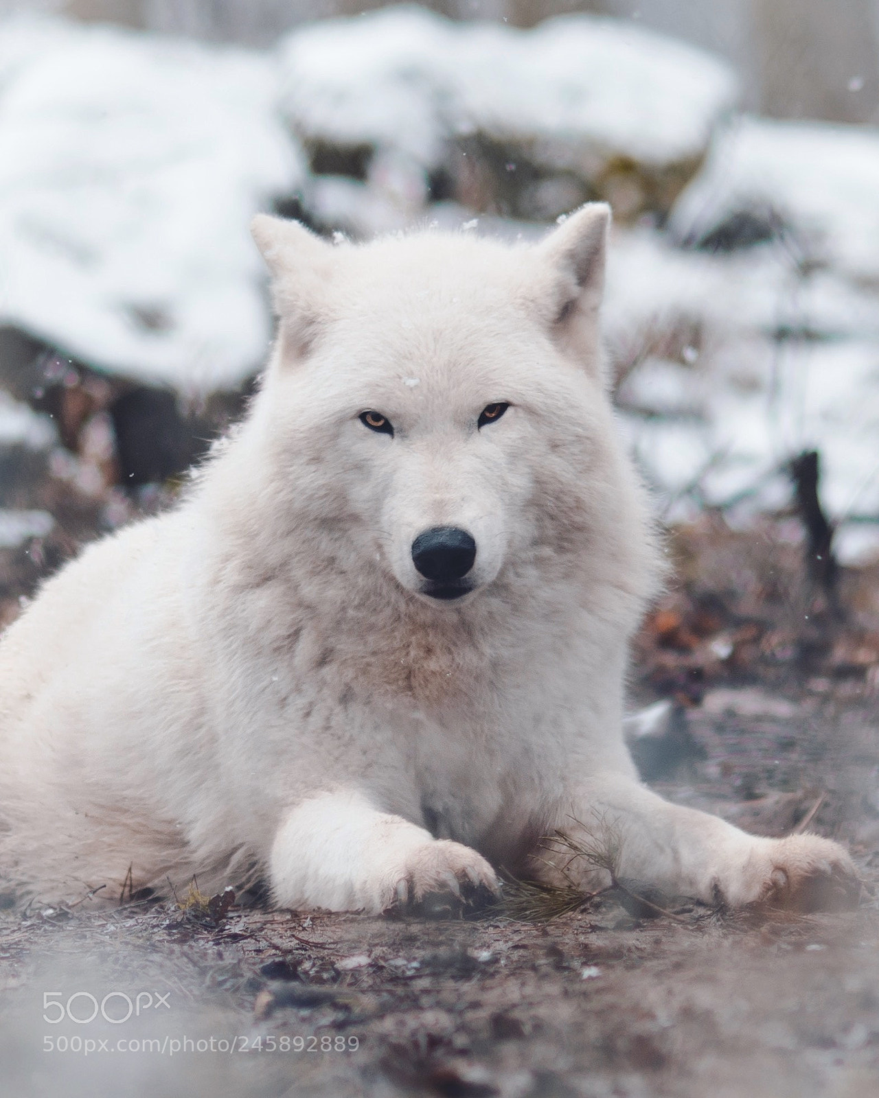 Nikon D500 sample photo. White wolf in his photography