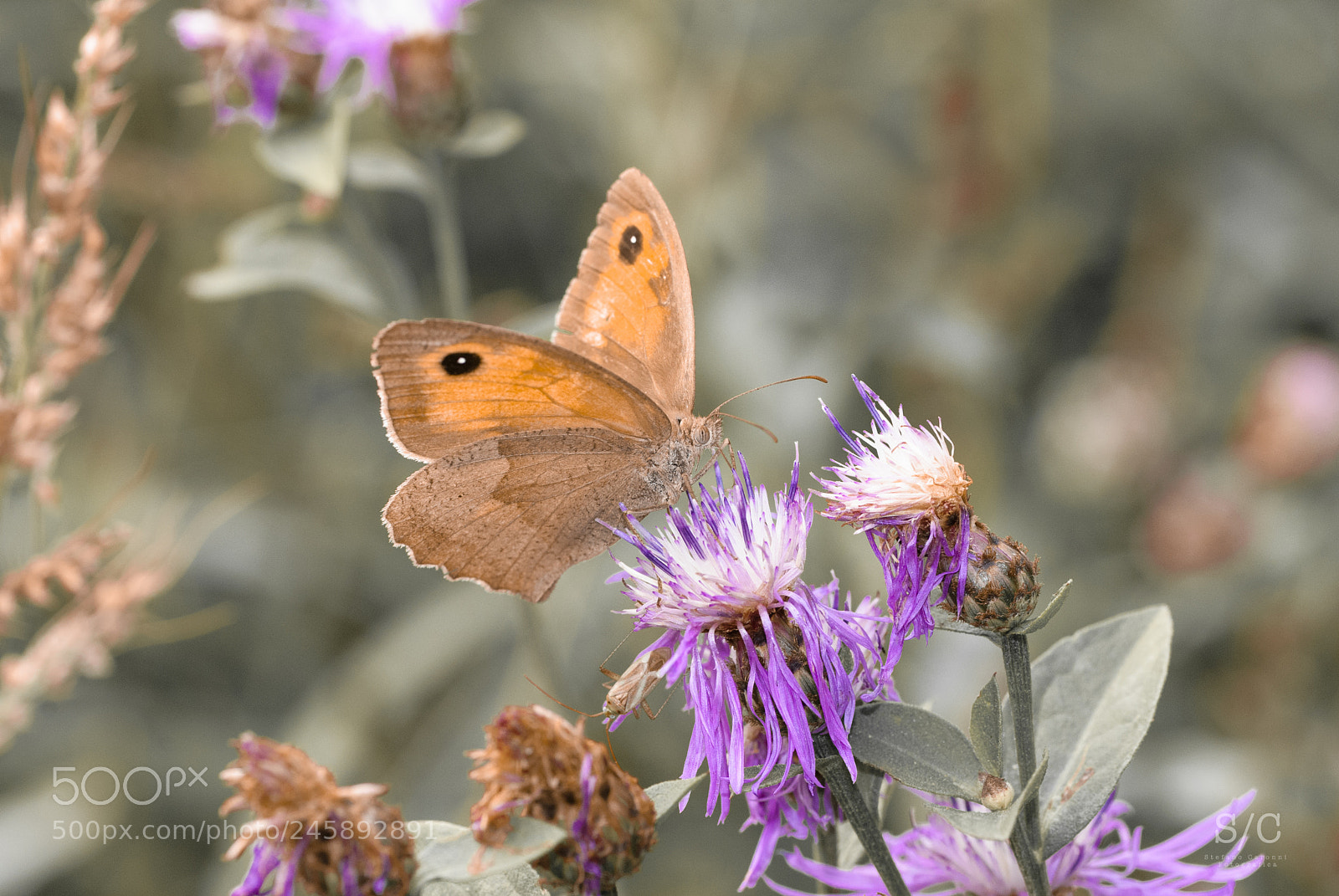 Nikon D80 sample photo. Butterfly #12 photography
