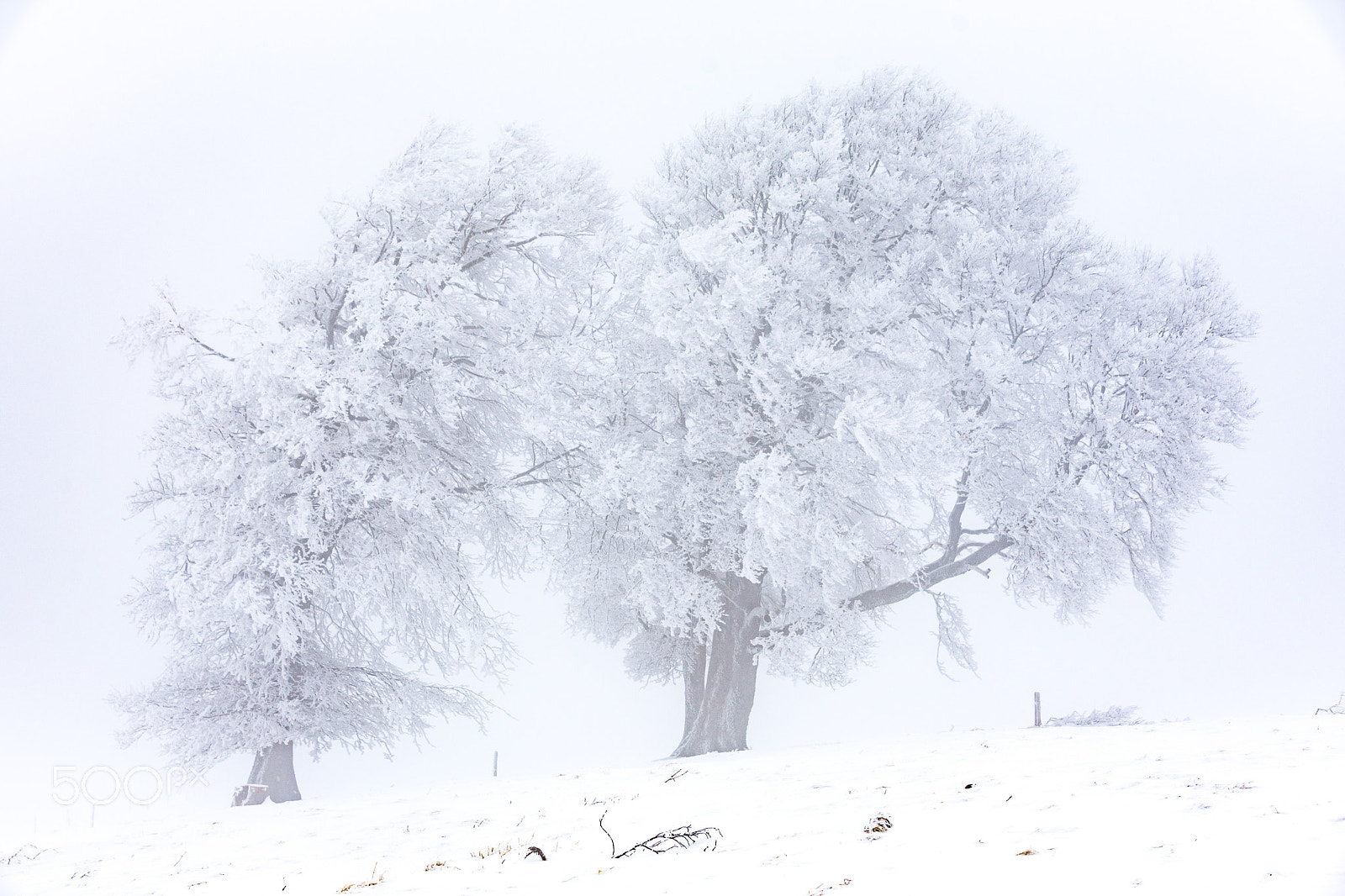 Nikon D7200 sample photo. Wetterbuchen im eis photography