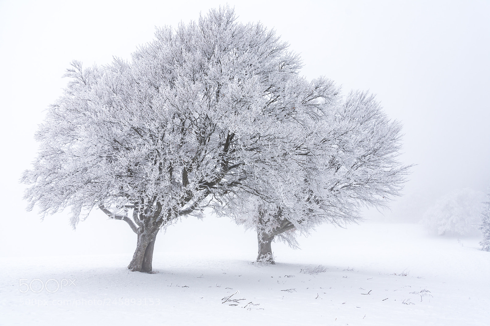 Nikon D7200 sample photo. Wetterbuchen im eis photography