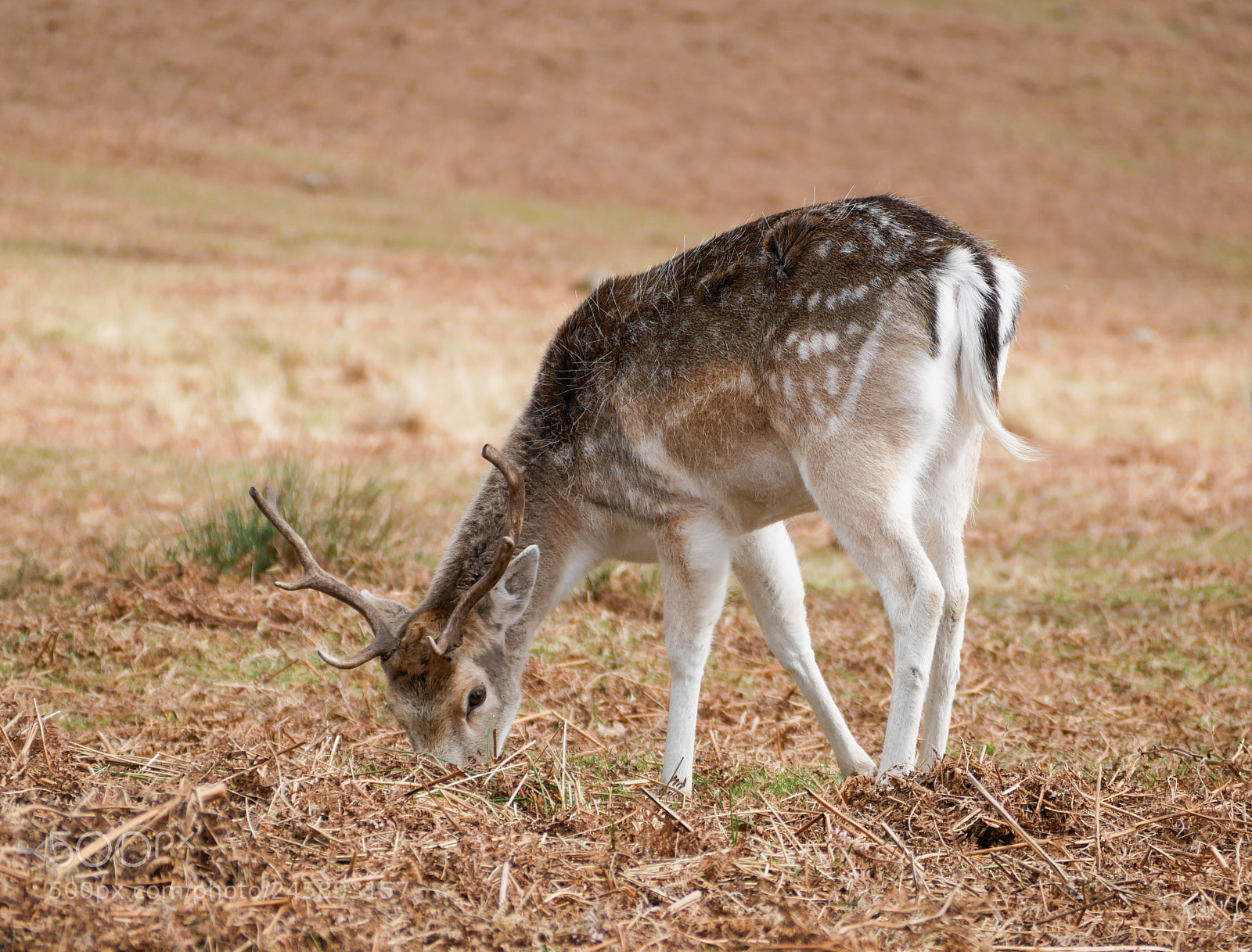 Panasonic Lumix DMC-GX85 (Lumix DMC-GX80 / Lumix DMC-GX7 Mark II) sample photo. Young fallow deer photography