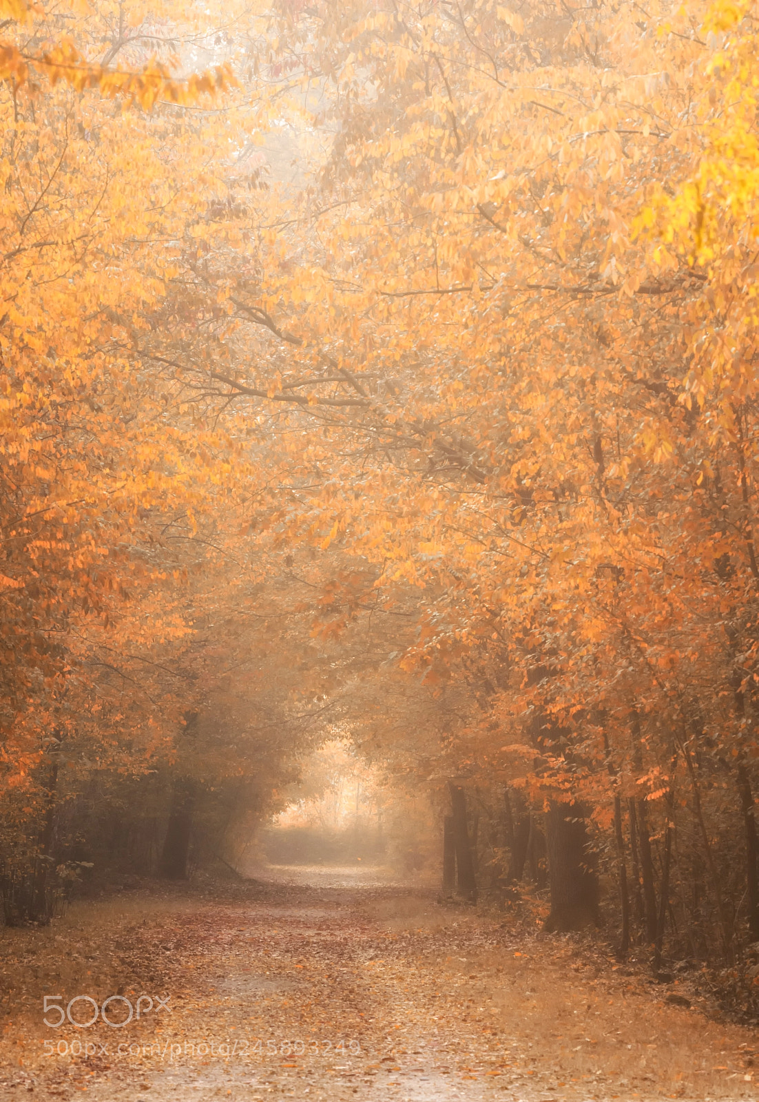 Nikon D7100 sample photo. Foggy morning photography