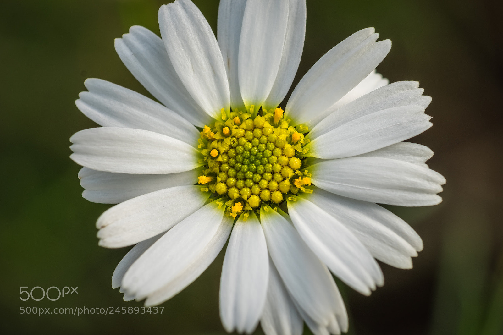 Fujifilm X-T1 sample photo. Argyranthemum gracile photography