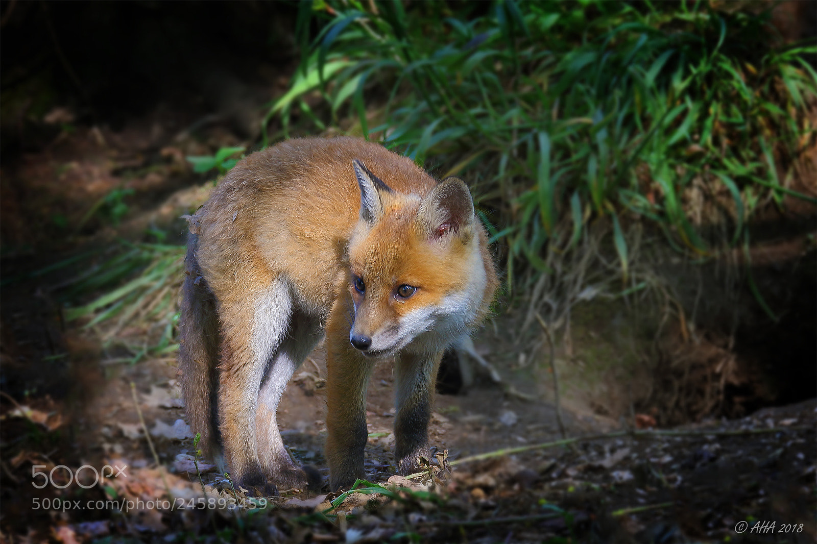 Canon EOS 7D Mark II sample photo. Redfox cub photography