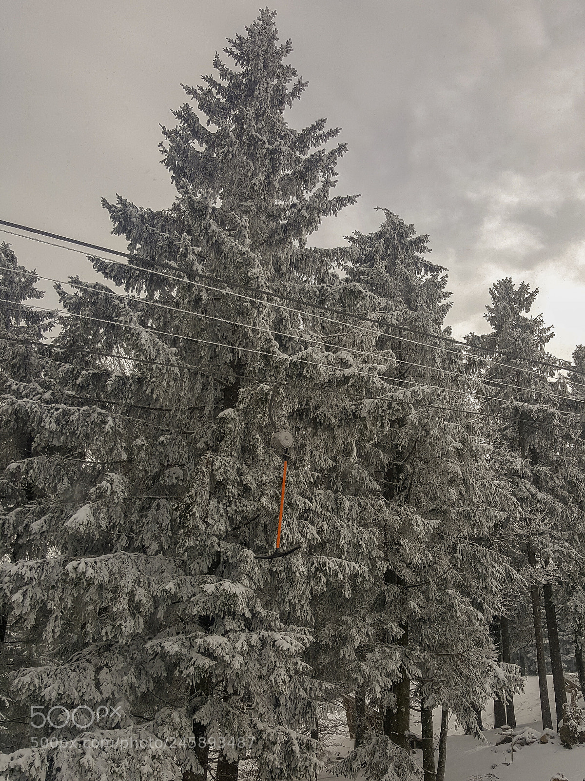 Samsung Galaxy S6 sample photo. Red in the snow. photography
