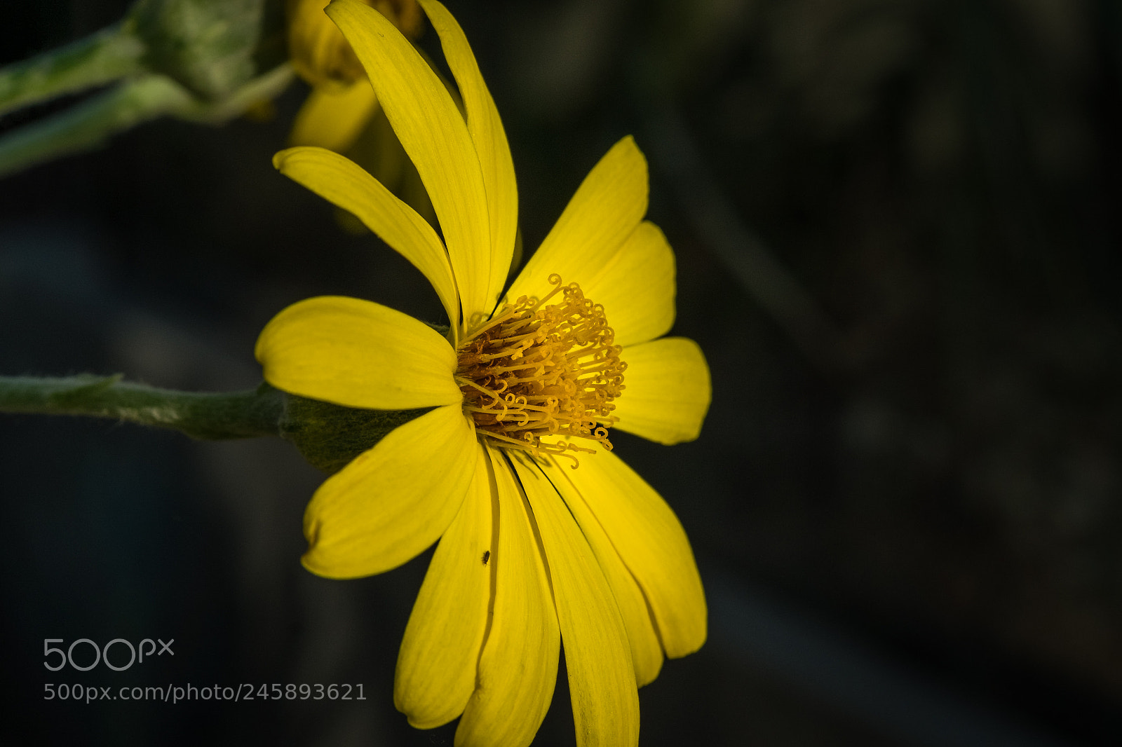 Fujifilm X-T1 sample photo. Senecio medley woodii photography