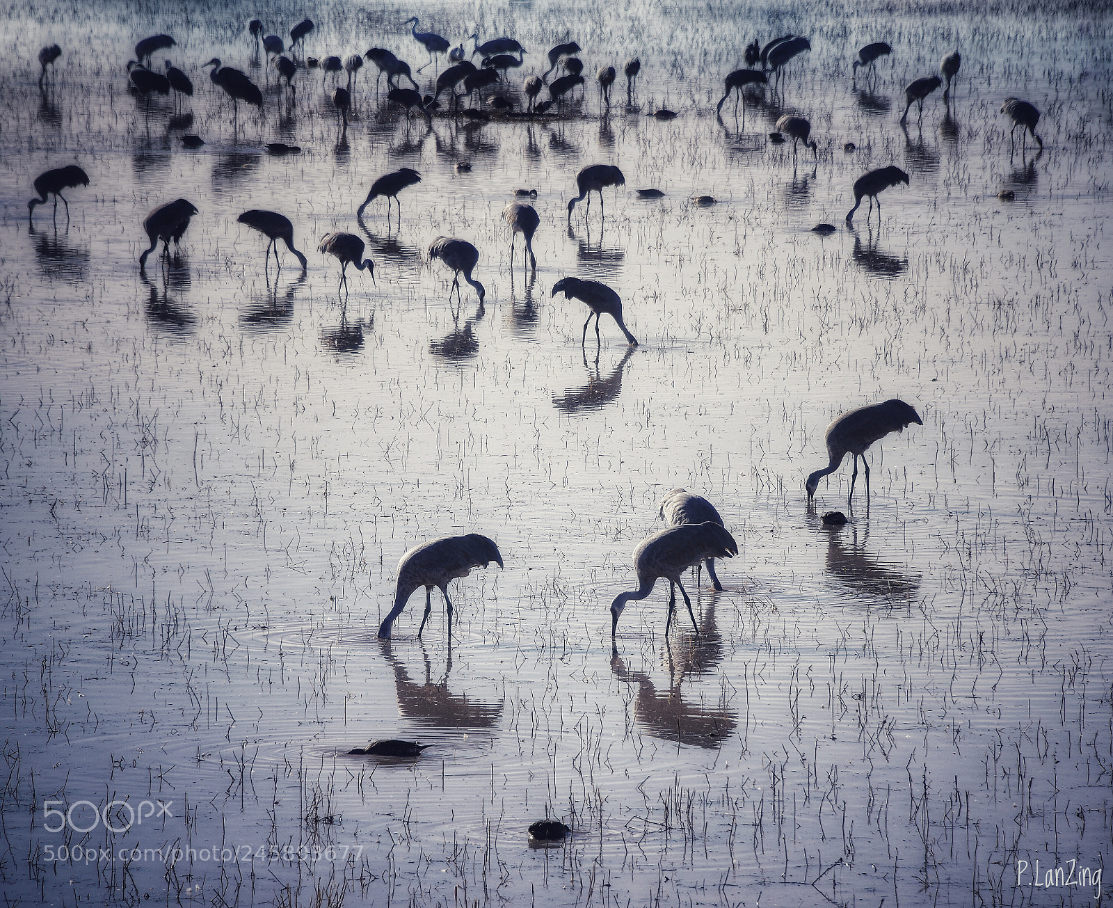 Nikon D810 sample photo. Sandhill cranes in silver photography