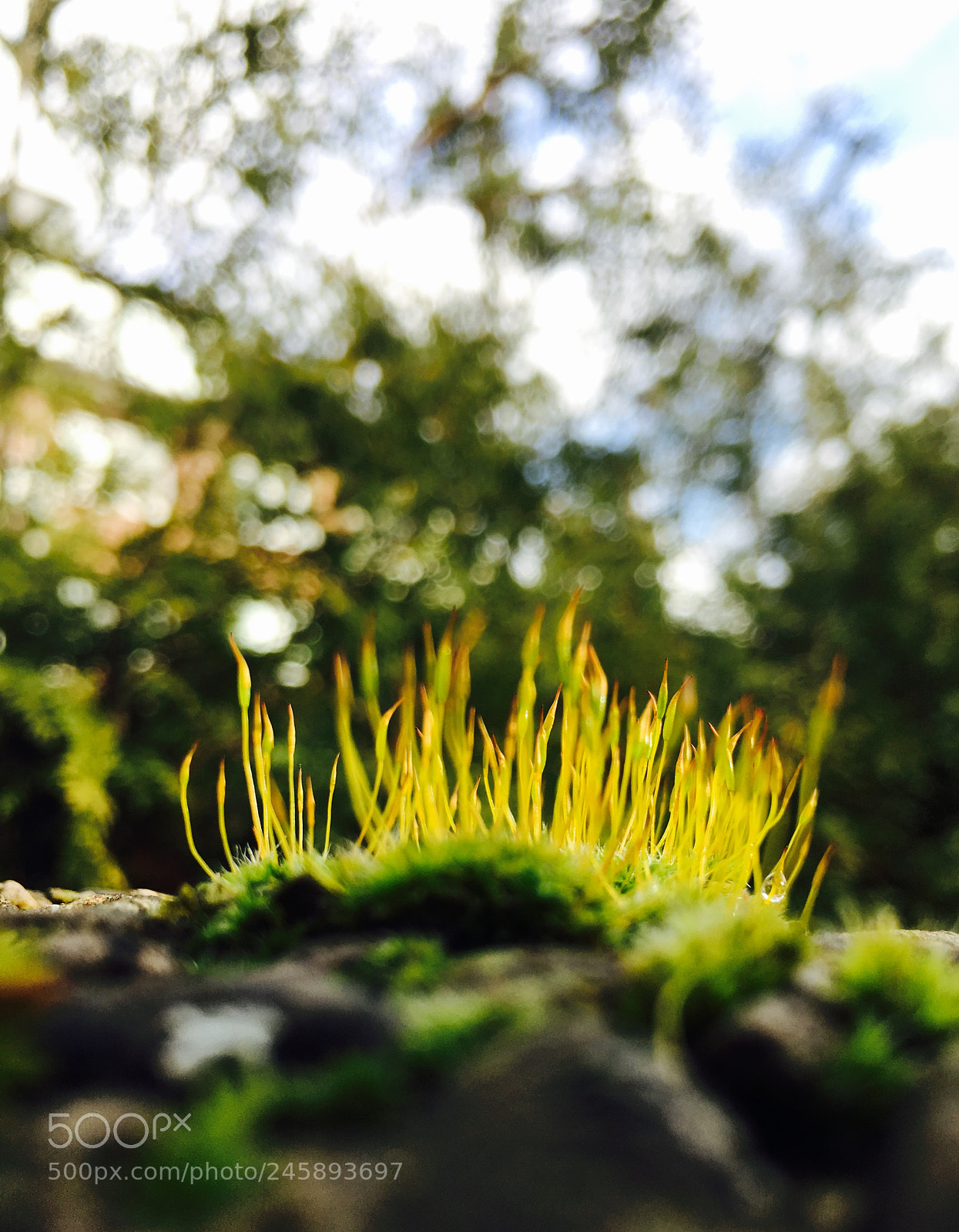 Apple iPhone 6s sample photo. Spring hope photography
